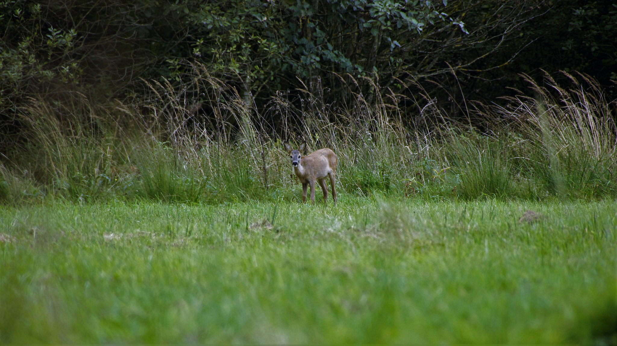 Sony SLT-A33 sample photo. Deer photography