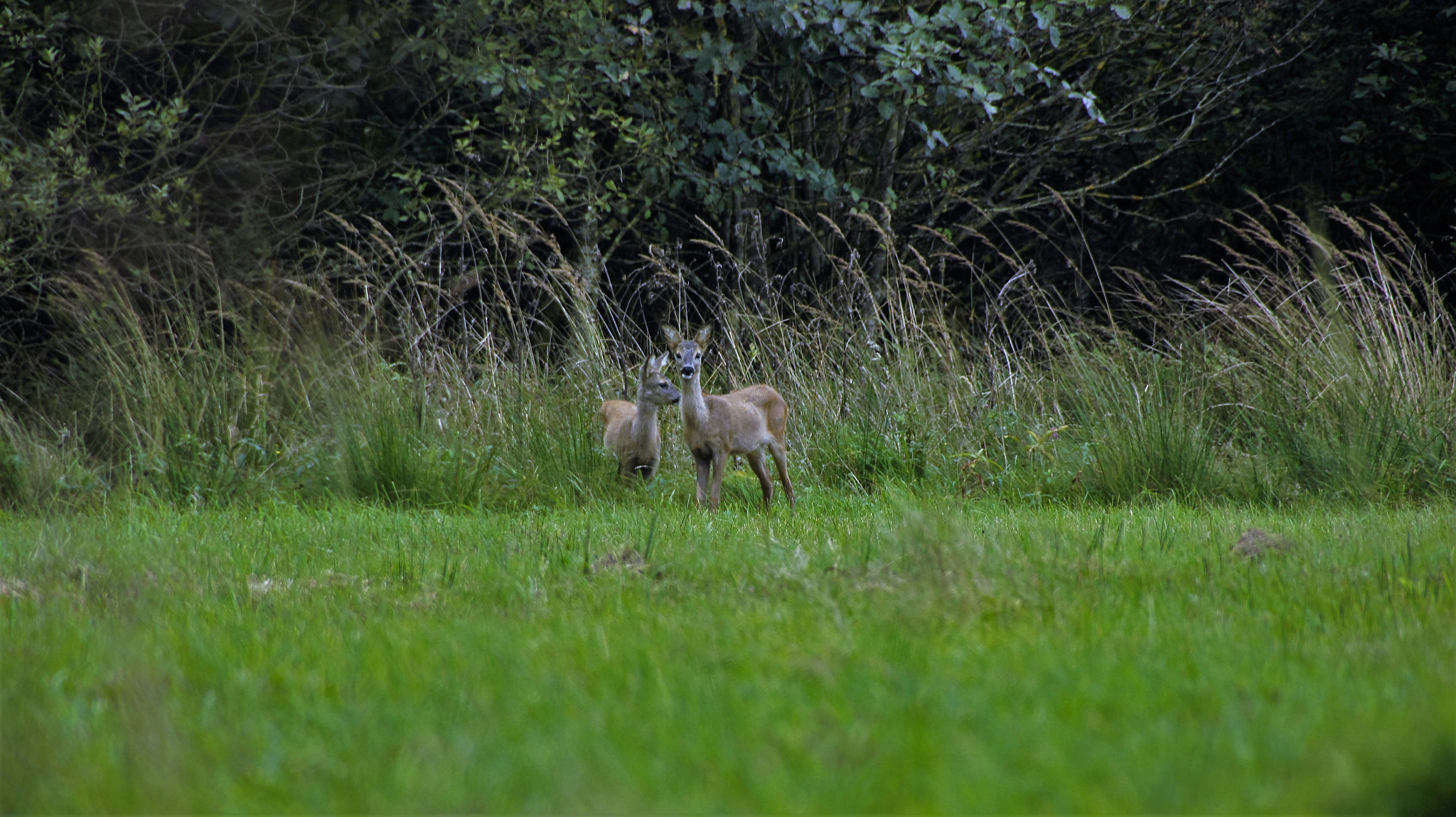 Sony SLT-A33 sample photo. Two deers photography