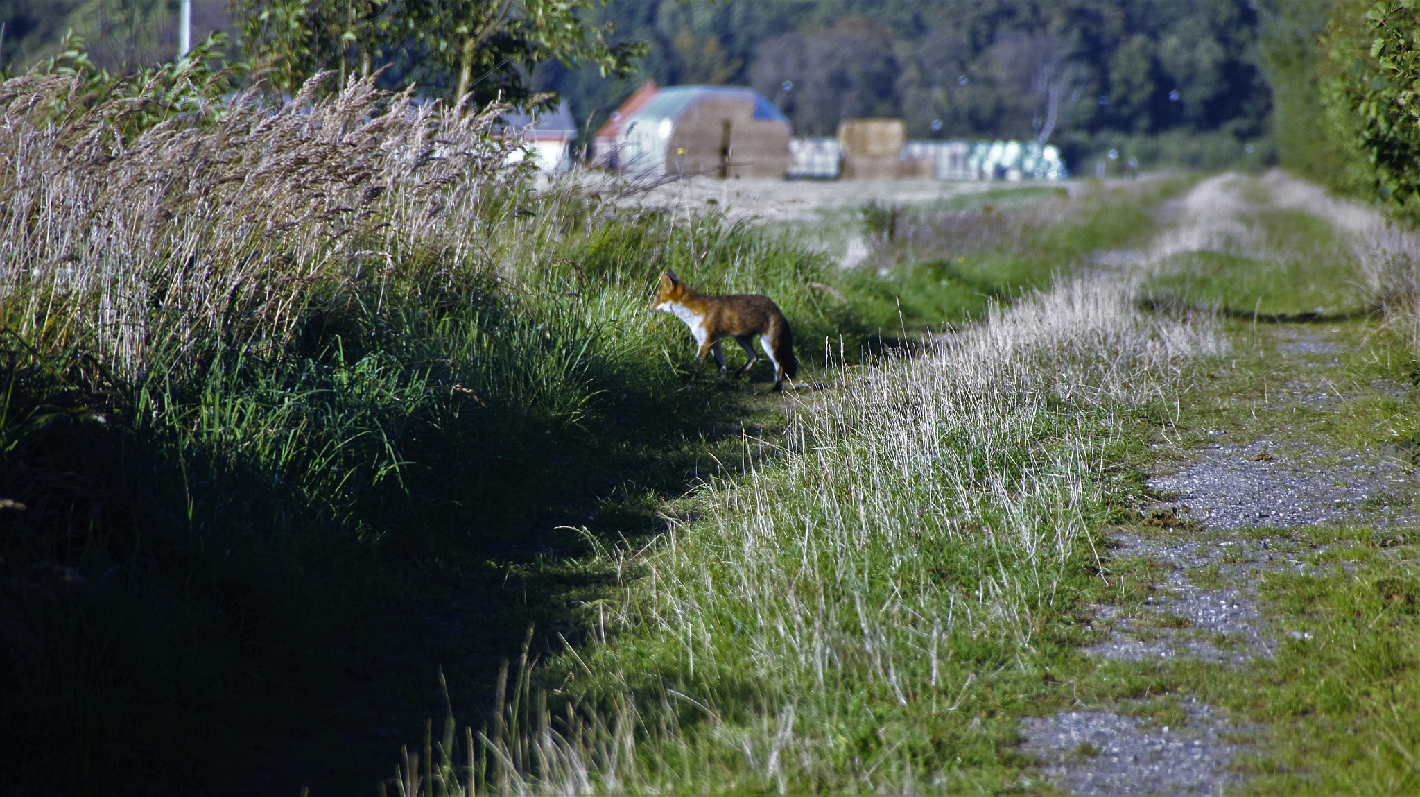 Sony SLT-A33 sample photo. Fox photography