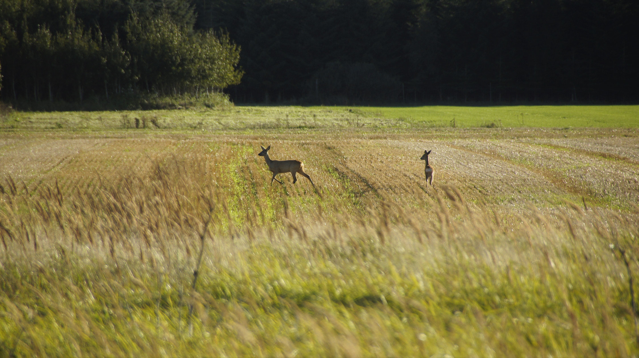 Sony SLT-A33 sample photo. Deers on field photography