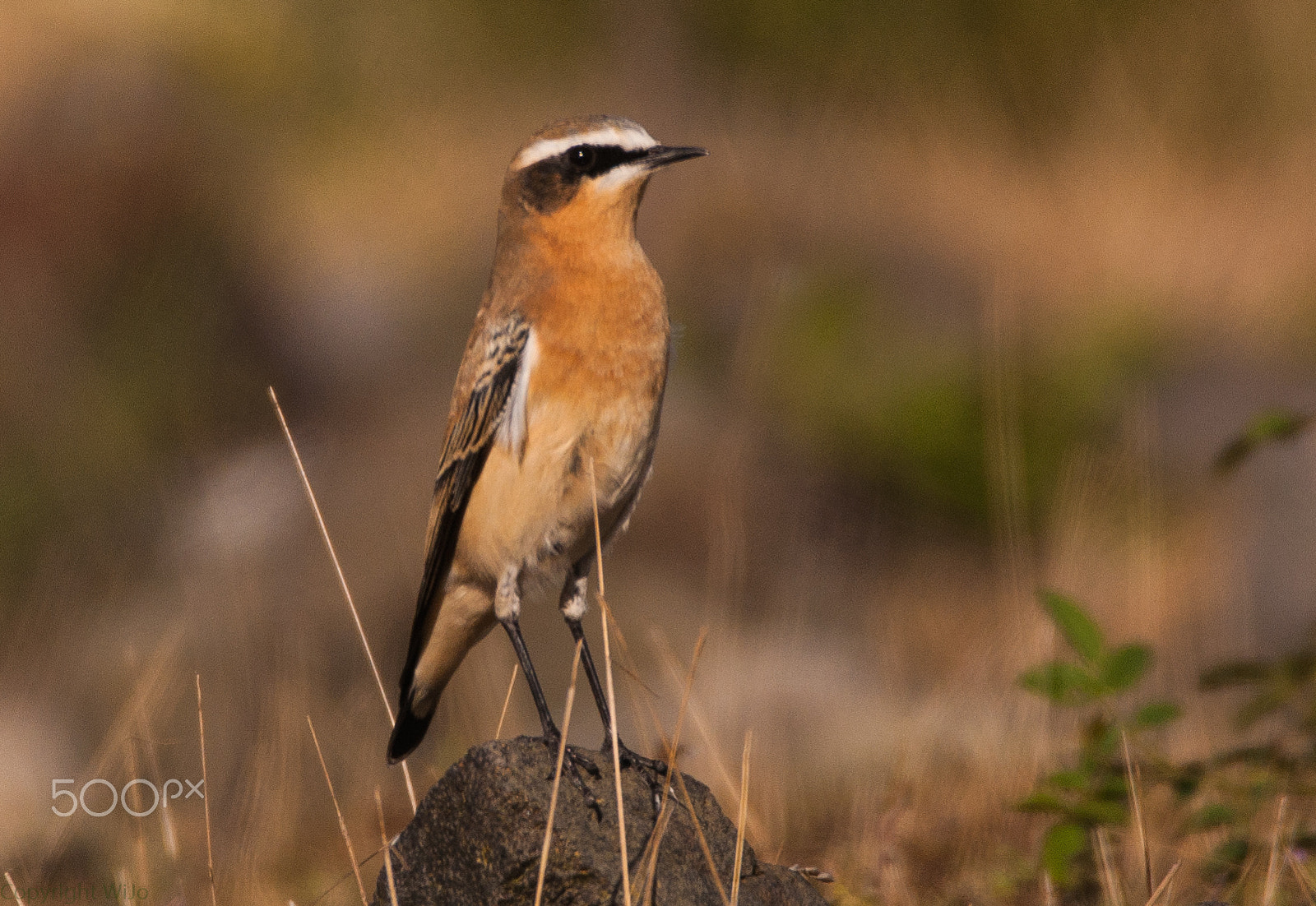 Nikon D90 + Sigma 150-600mm F5-6.3 DG OS HSM | C sample photo. Northern wheatear / tapuit photography