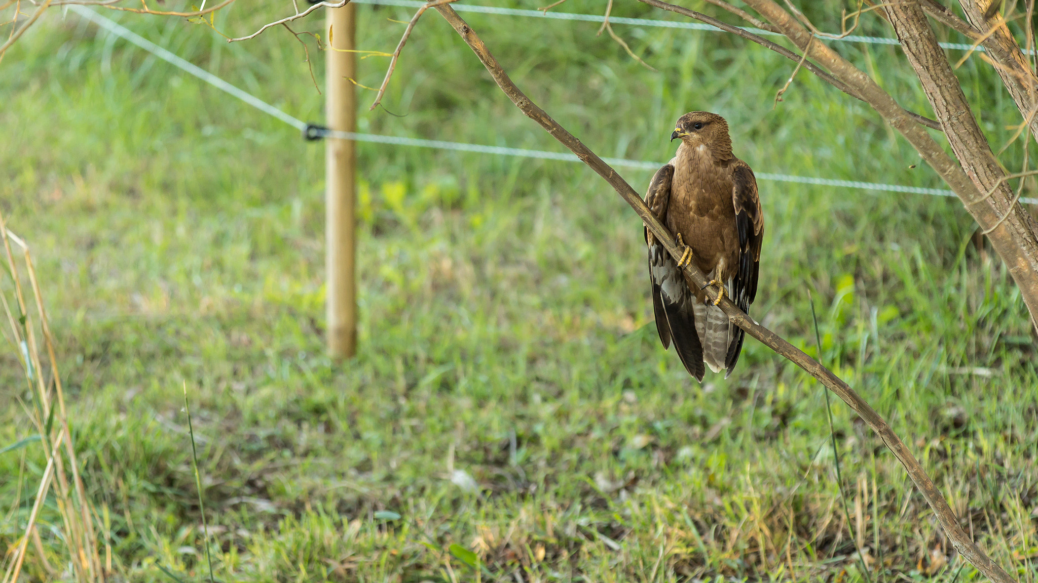 Canon EF 70-200mm F2.8L IS II USM sample photo. Harrier photography