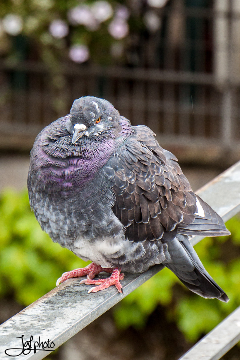 Canon EF 24-70mm F4L IS USM sample photo. Too lazy to escape photography