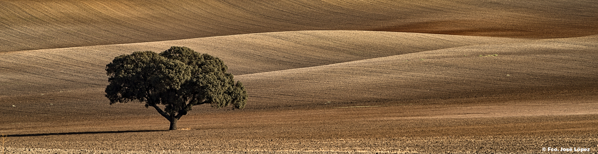 HD Pentax DA 55-300mm F4.0-5.8 ED WR sample photo. Encina solitaria photography