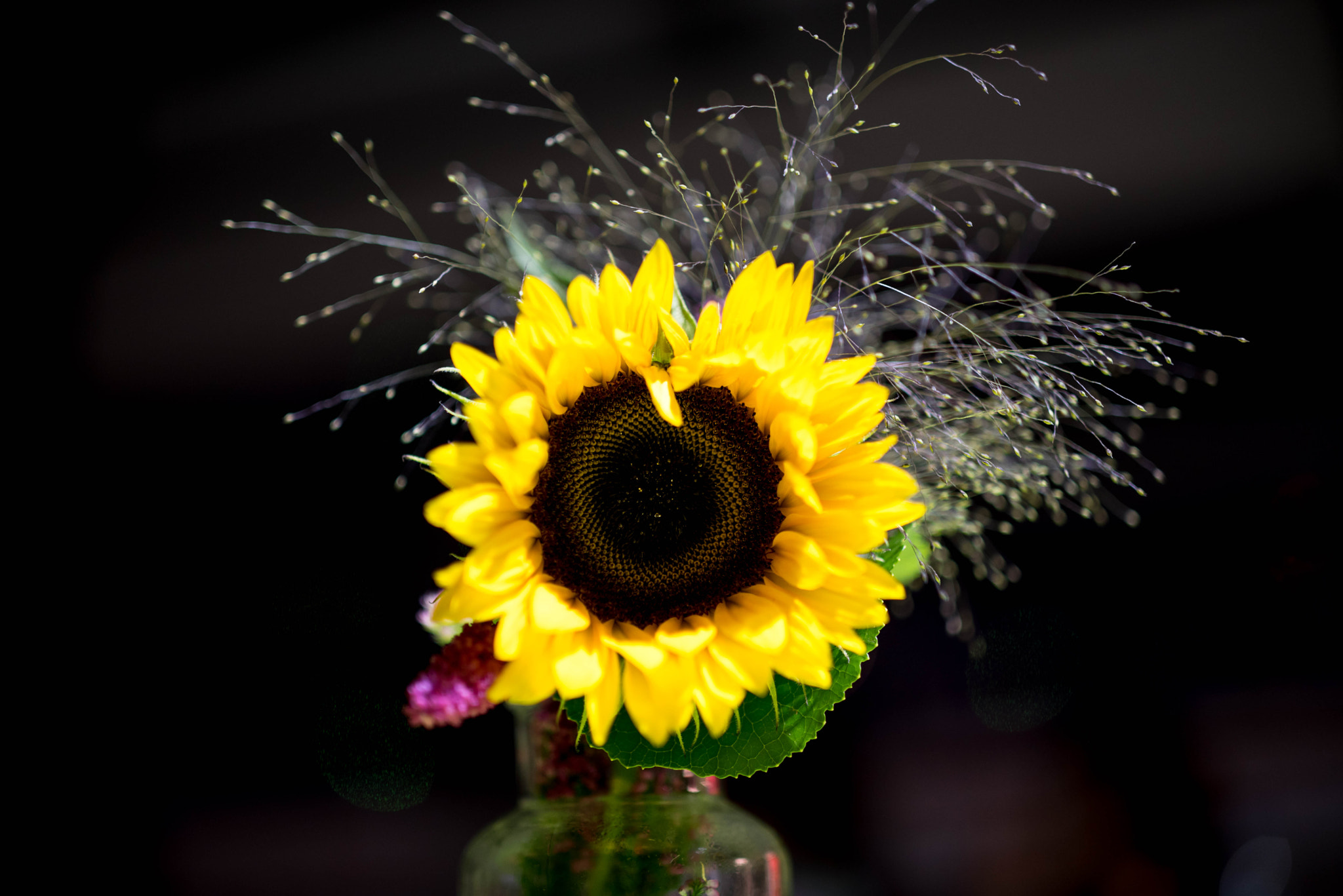 ZEISS Milvus 50mm F1.4 sample photo. Sunflower in the dark photography