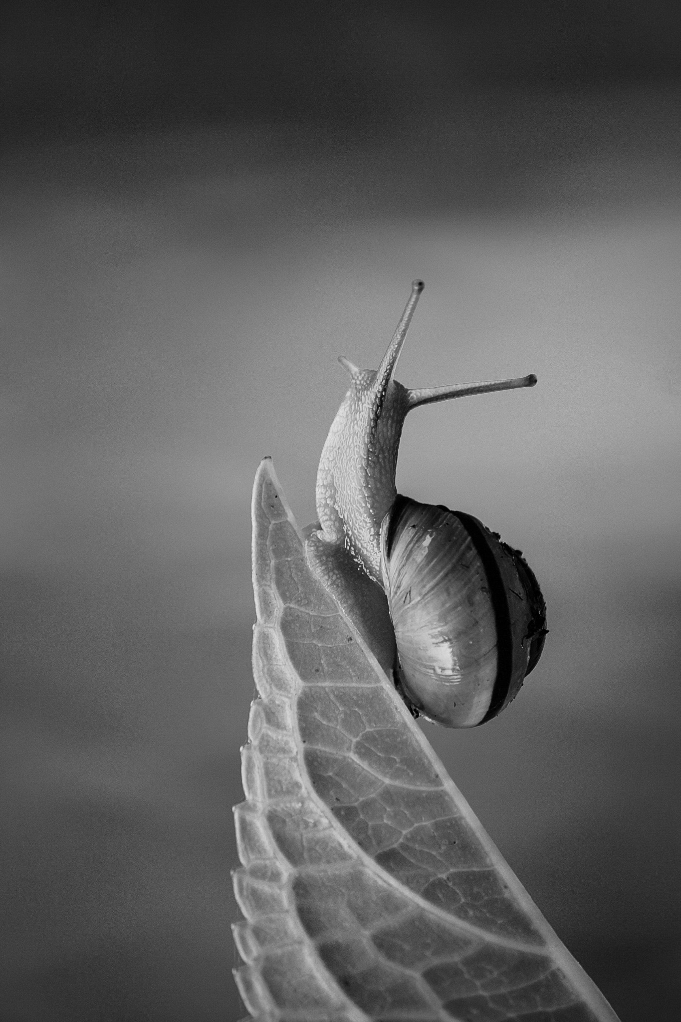 Canon EOS 650D (EOS Rebel T4i / EOS Kiss X6i) sample photo. Snail photography