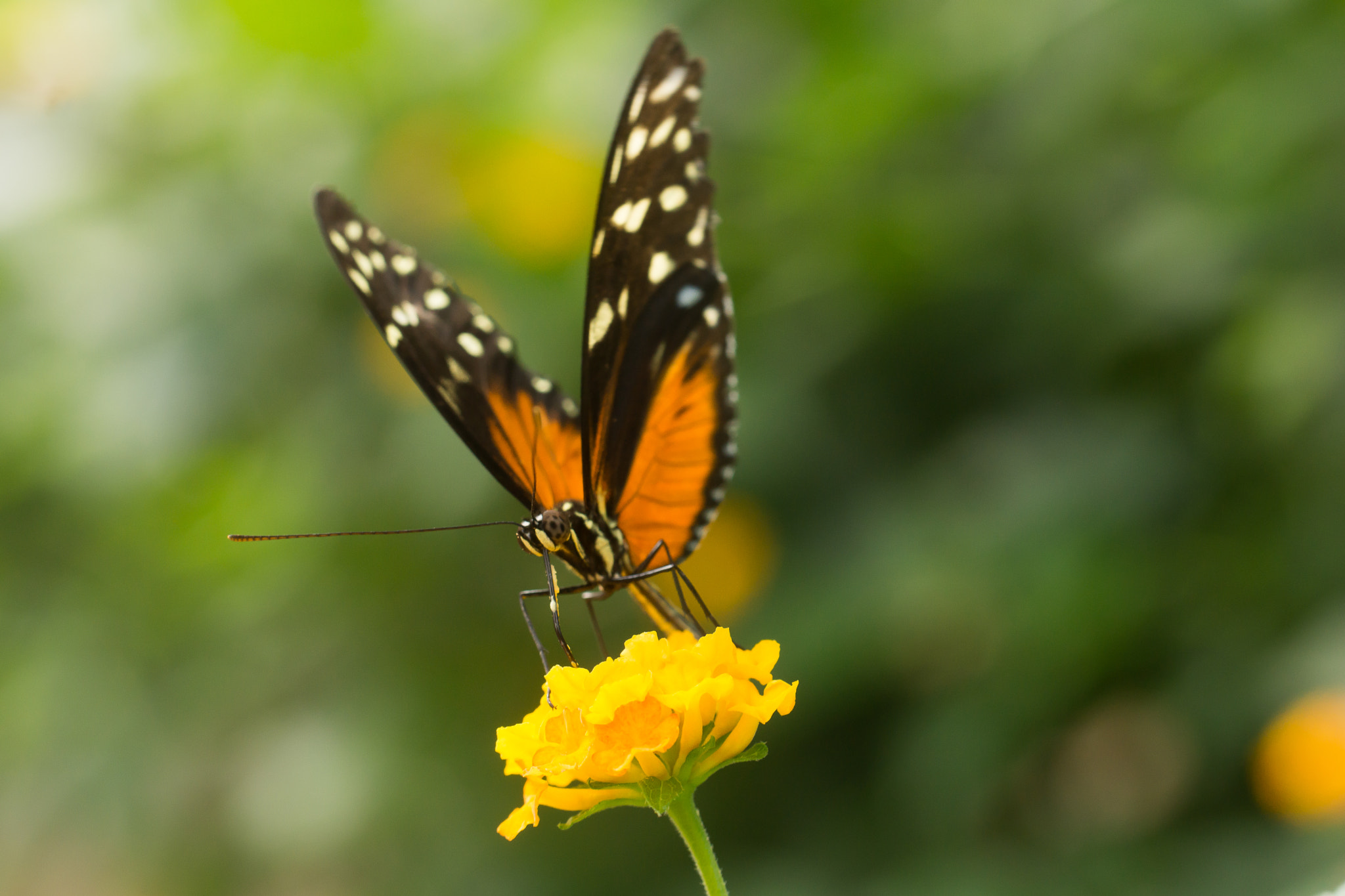 Sony SLT-A65 (SLT-A65V) sample photo. Butterfly photography