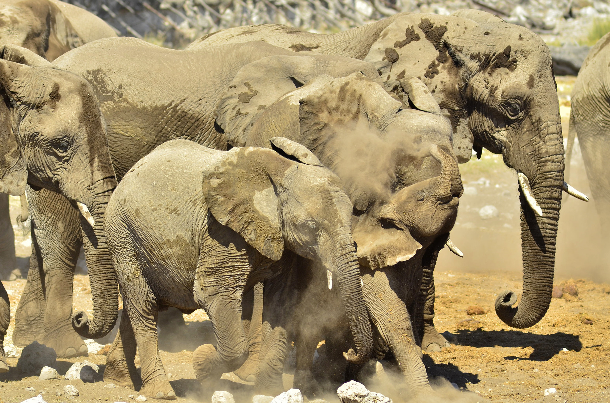 Nikon D7000 sample photo. Elefantes photography