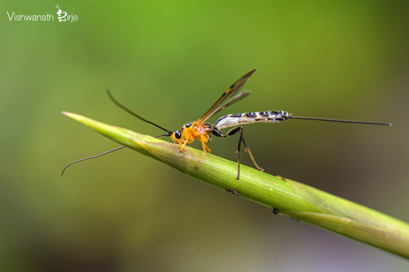 Nikon AF-S DX Micro-Nikkor 85mm F3.5G ED VR sample photo. Parasitoid wasp photography