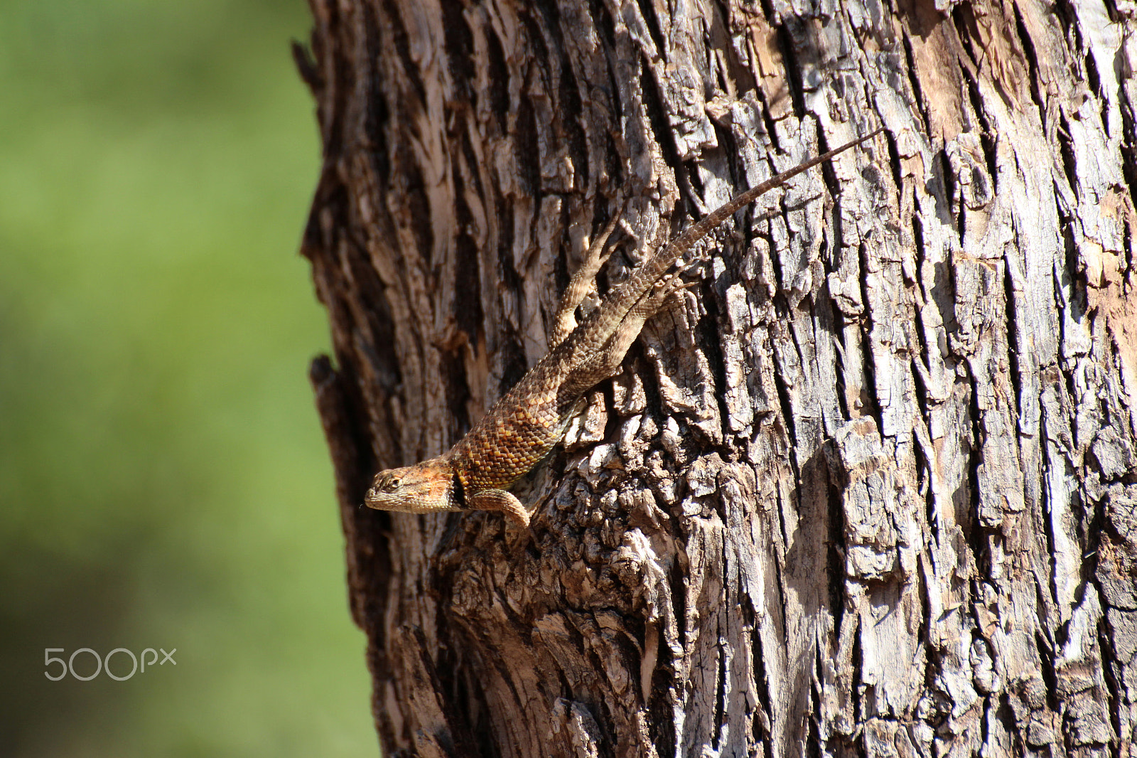 Canon EOS 650D (EOS Rebel T4i / EOS Kiss X6i) + Sigma 50-200mm F4-5.6 DC OS HSM sample photo. Lizard on tree photography