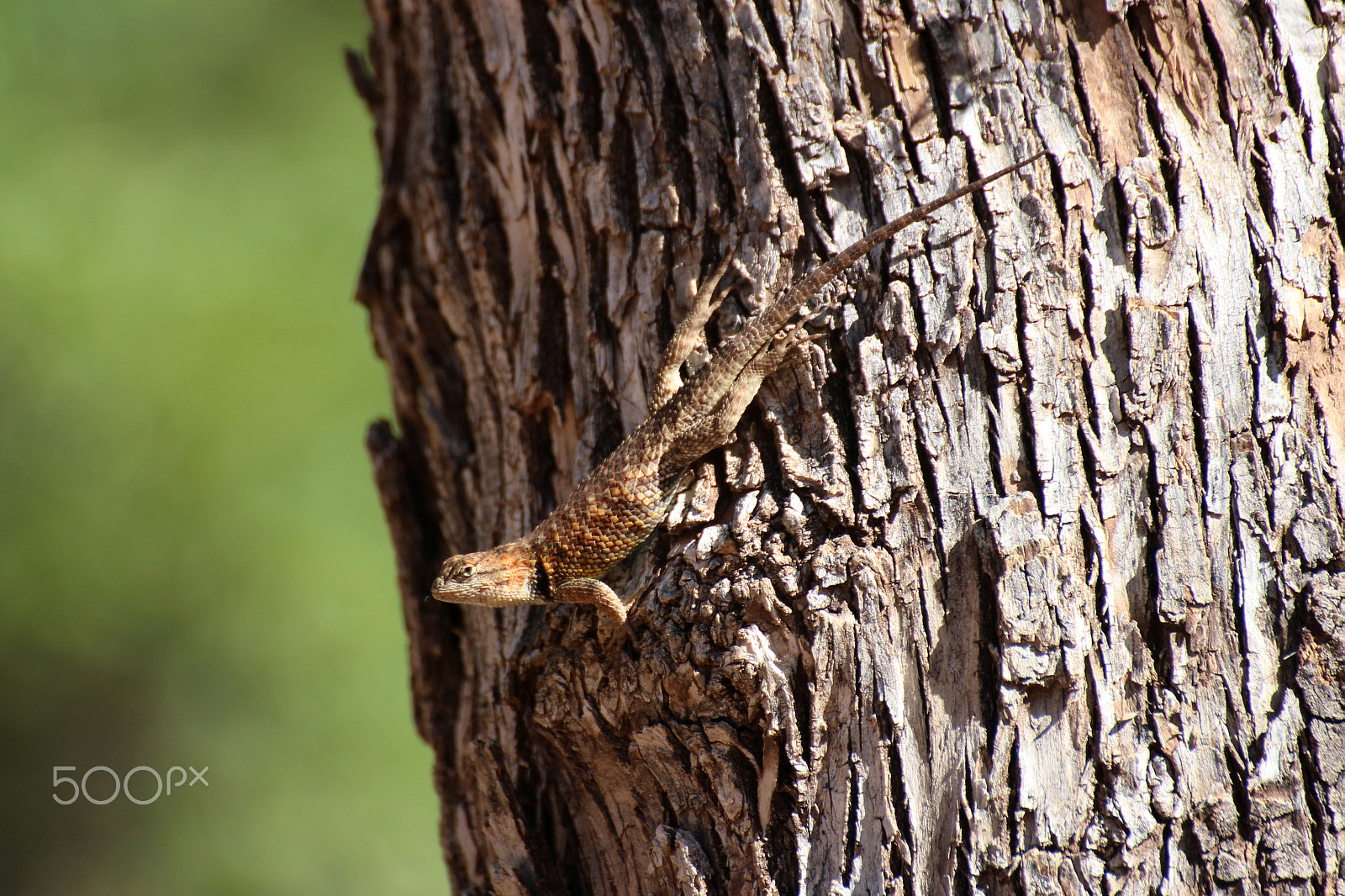 Canon EOS 650D (EOS Rebel T4i / EOS Kiss X6i) sample photo. Lizard on tree photography