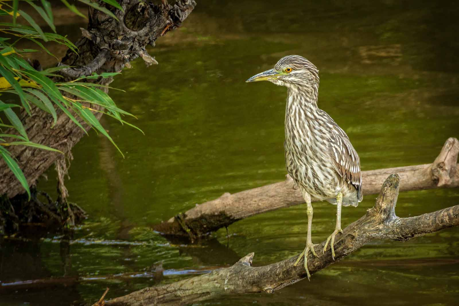 Sony Alpha DSLR-A500 sample photo. Juvenile night heron.. photography