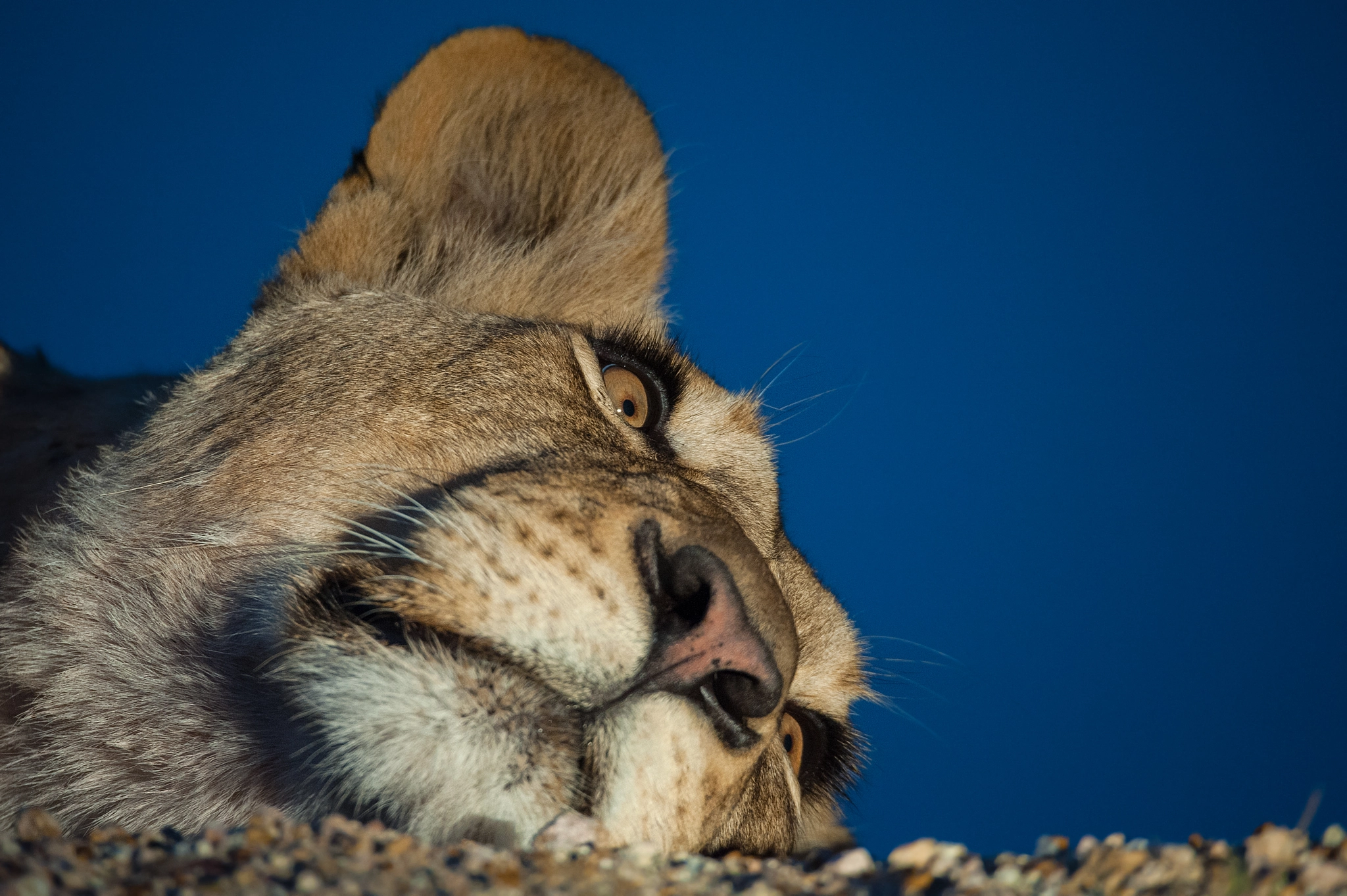 Sigma 150-600mm F5-6.3 DG OS HSM | S sample photo. Blue sky lion photography
