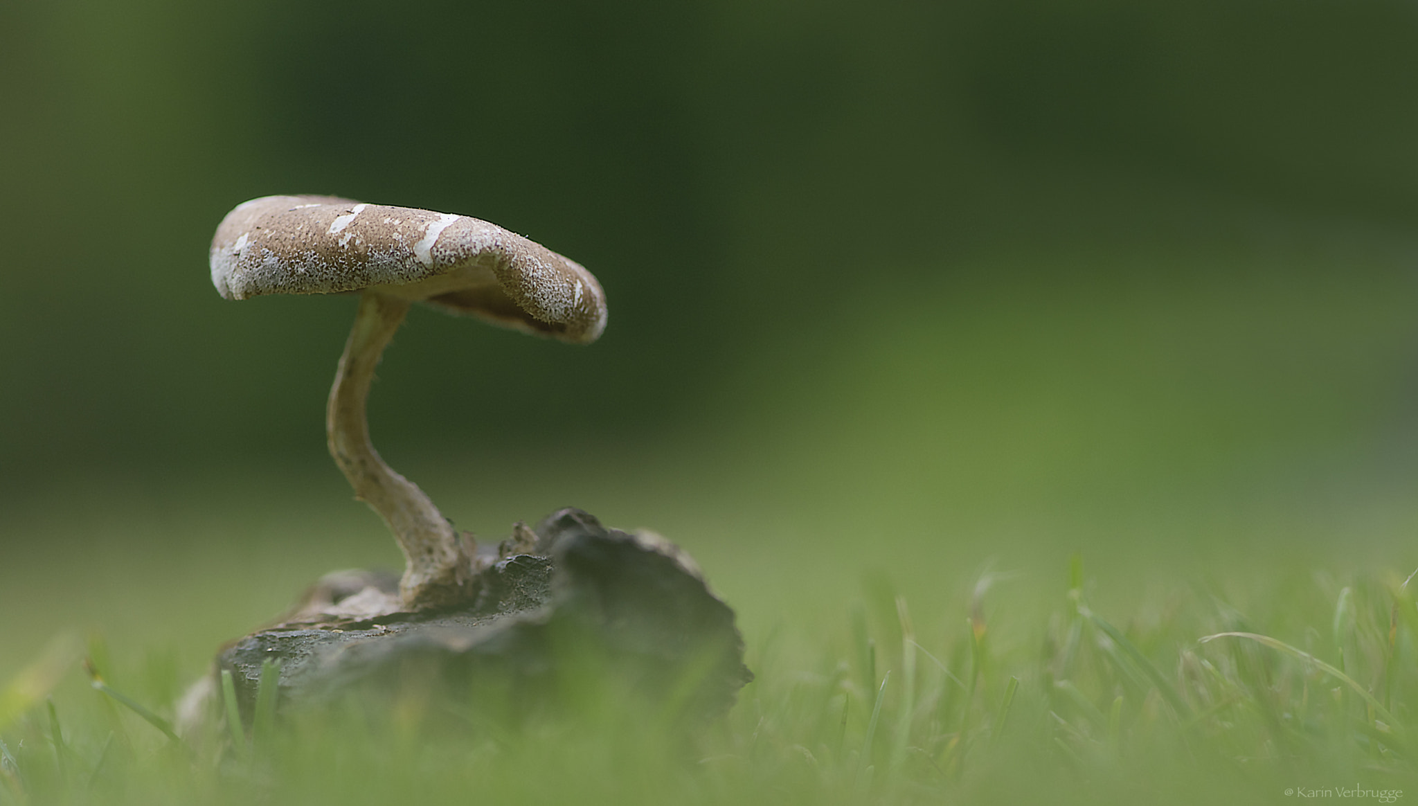 Nikon AF-S Micro-Nikkor 105mm F2.8G IF-ED VR sample photo. Mushroom photography