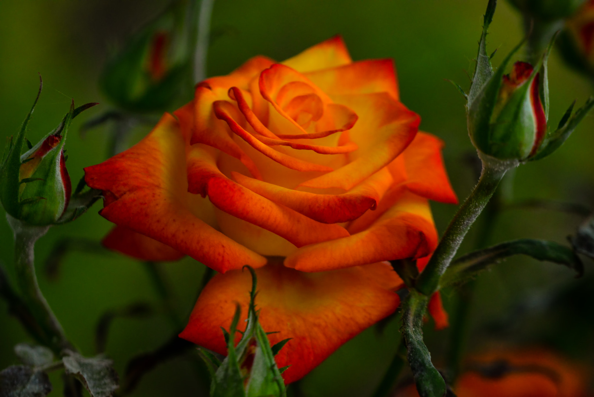 Sigma 150mm F2.8 EX DG Macro HSM sample photo