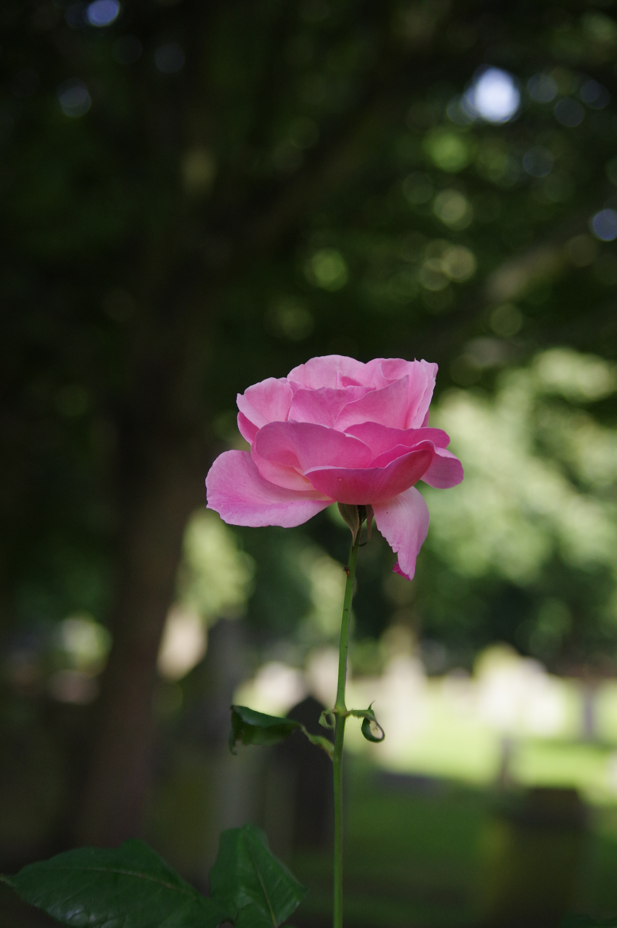 Pentax K-3 + smc PENTAX-DA L 50-200mm F4-5.6 ED sample photo. Simply rose photography