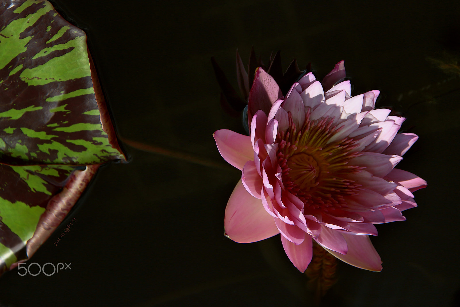 Canon EF-S 18-200mm F3.5-5.6 IS sample photo. Deep shadows photography