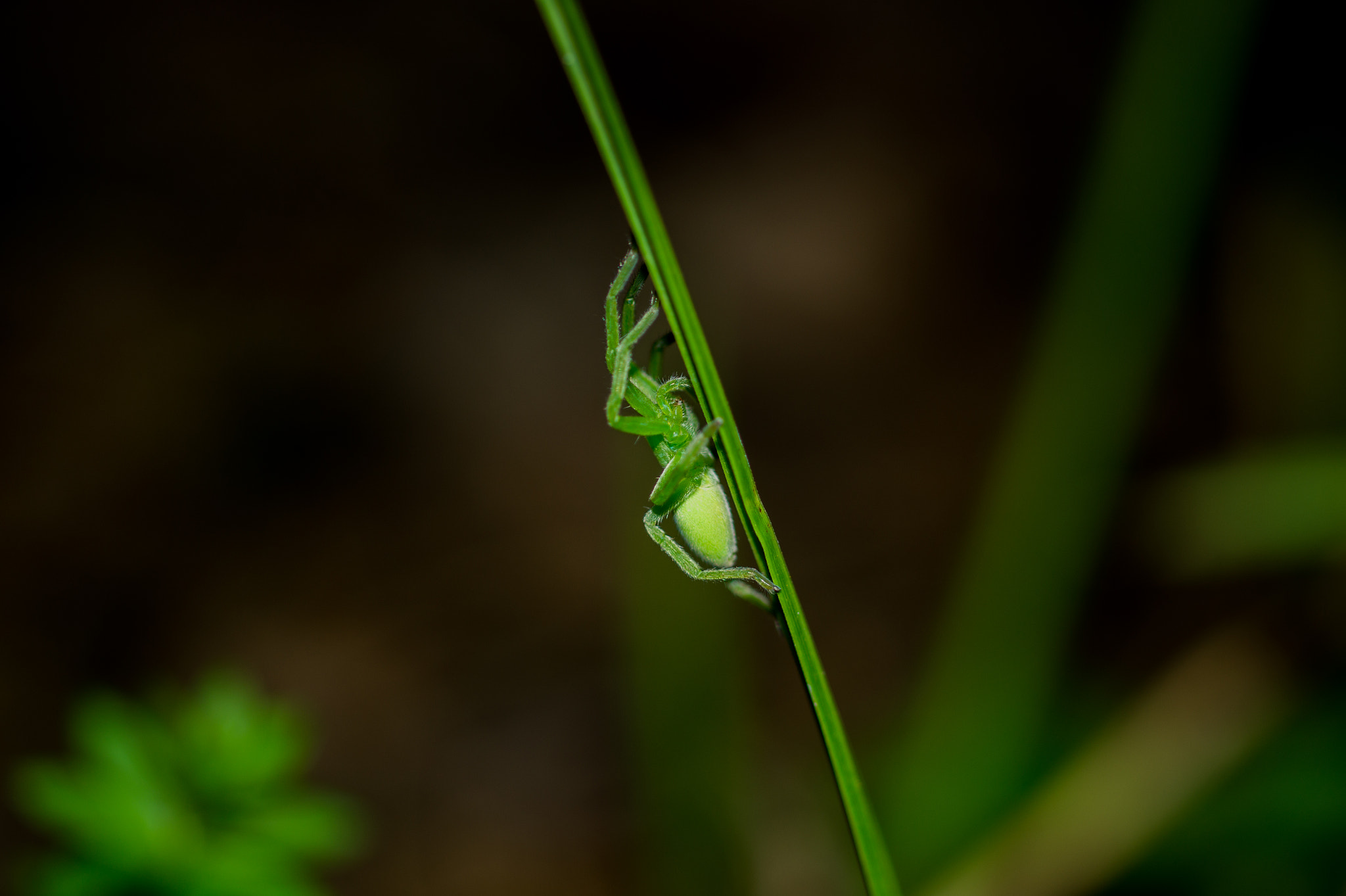 Sony SLT-A58 + MACRO 50mm F2.8 sample photo. Green spyder photography