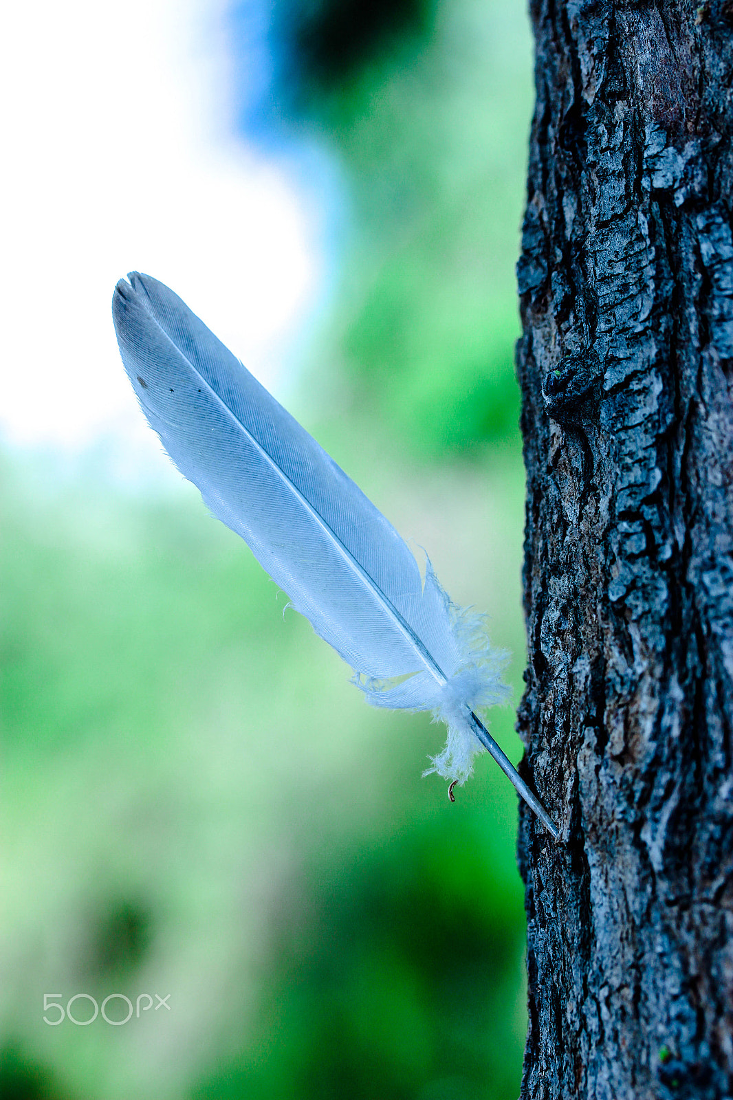 Canon EF-S 60mm F2.8 Macro USM sample photo. Feather in life photography