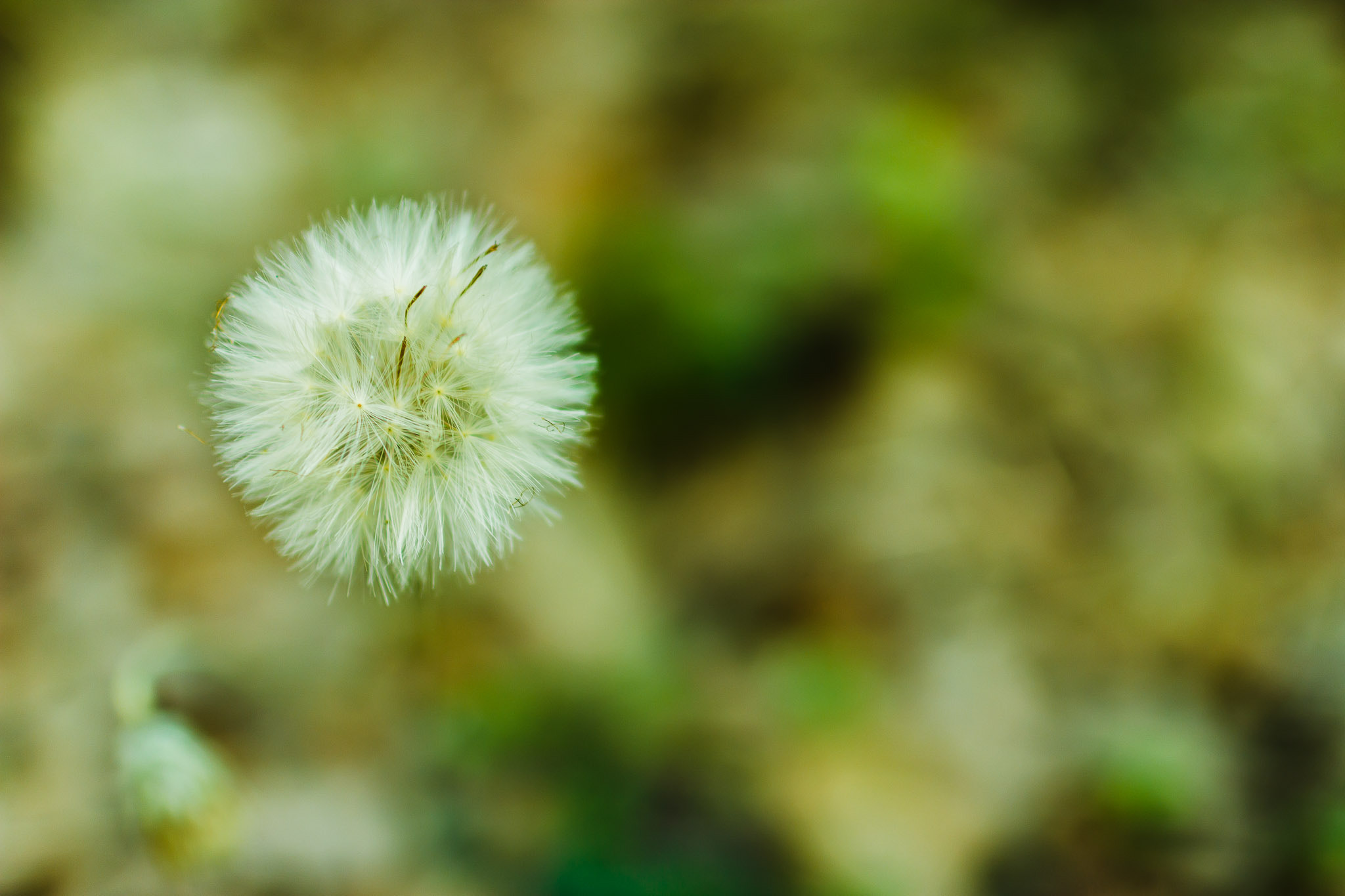 Canon EOS 60D + Canon EF 35mm F1.4L USM sample photo. Dandelion photography