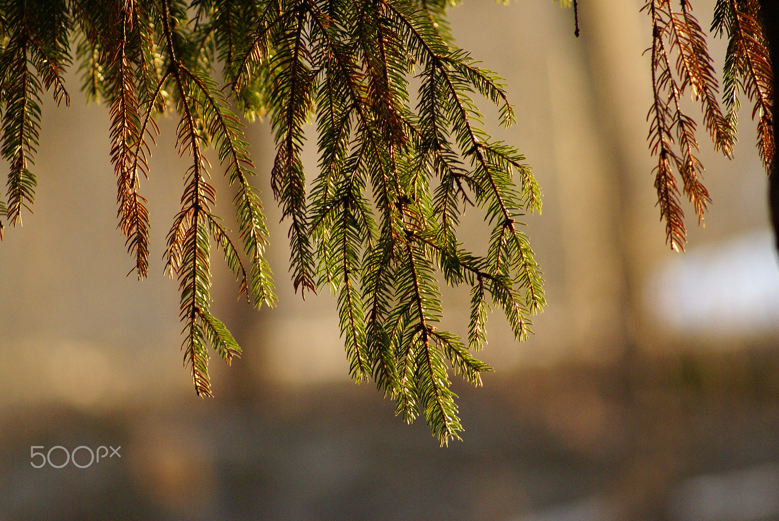 Sony Alpha DSLR-A100 sample photo. Norway spruce - picea abies photography