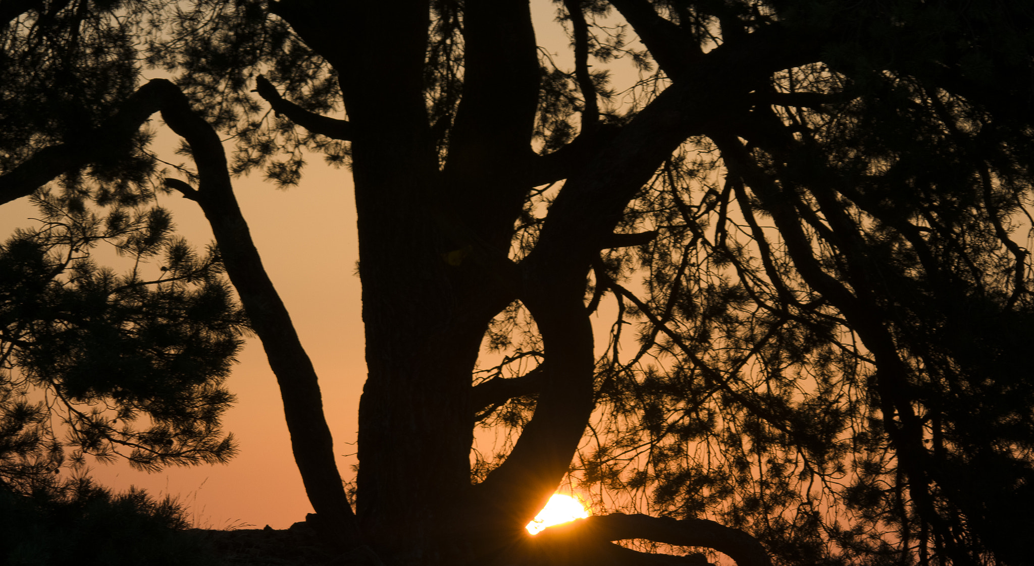 Sigma 150-500mm F5-6.3 DG OS HSM sample photo. Sunrise photography
