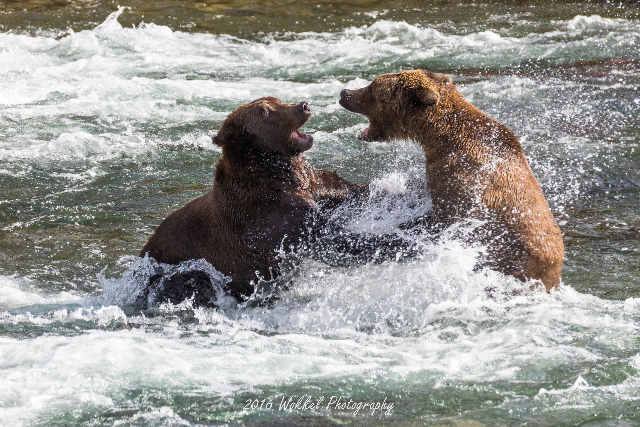 Canon EOS 5DS R sample photo. Grizzly fight photography