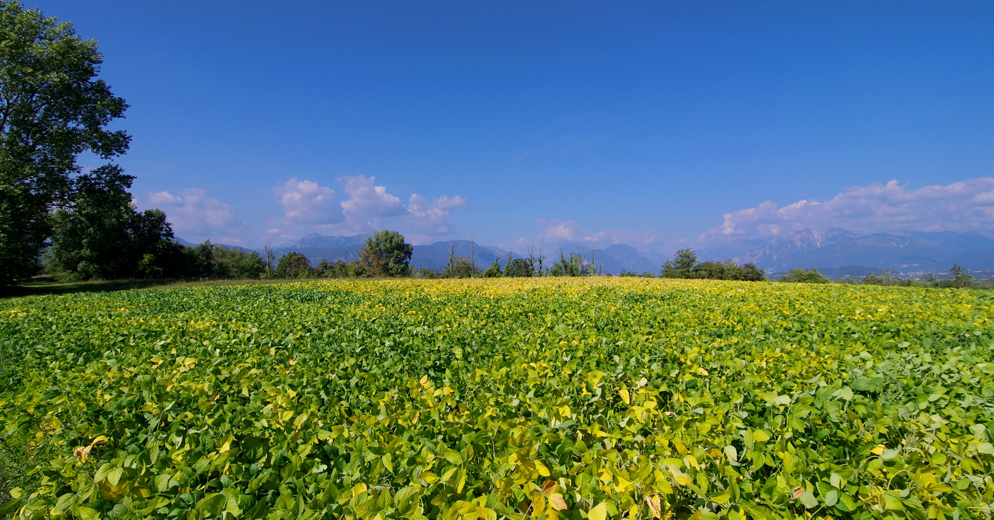 Pentax K-r + Pentax smc DA 12-24mm F4.0 ED AL (IF) sample photo. Campagna friulana photography