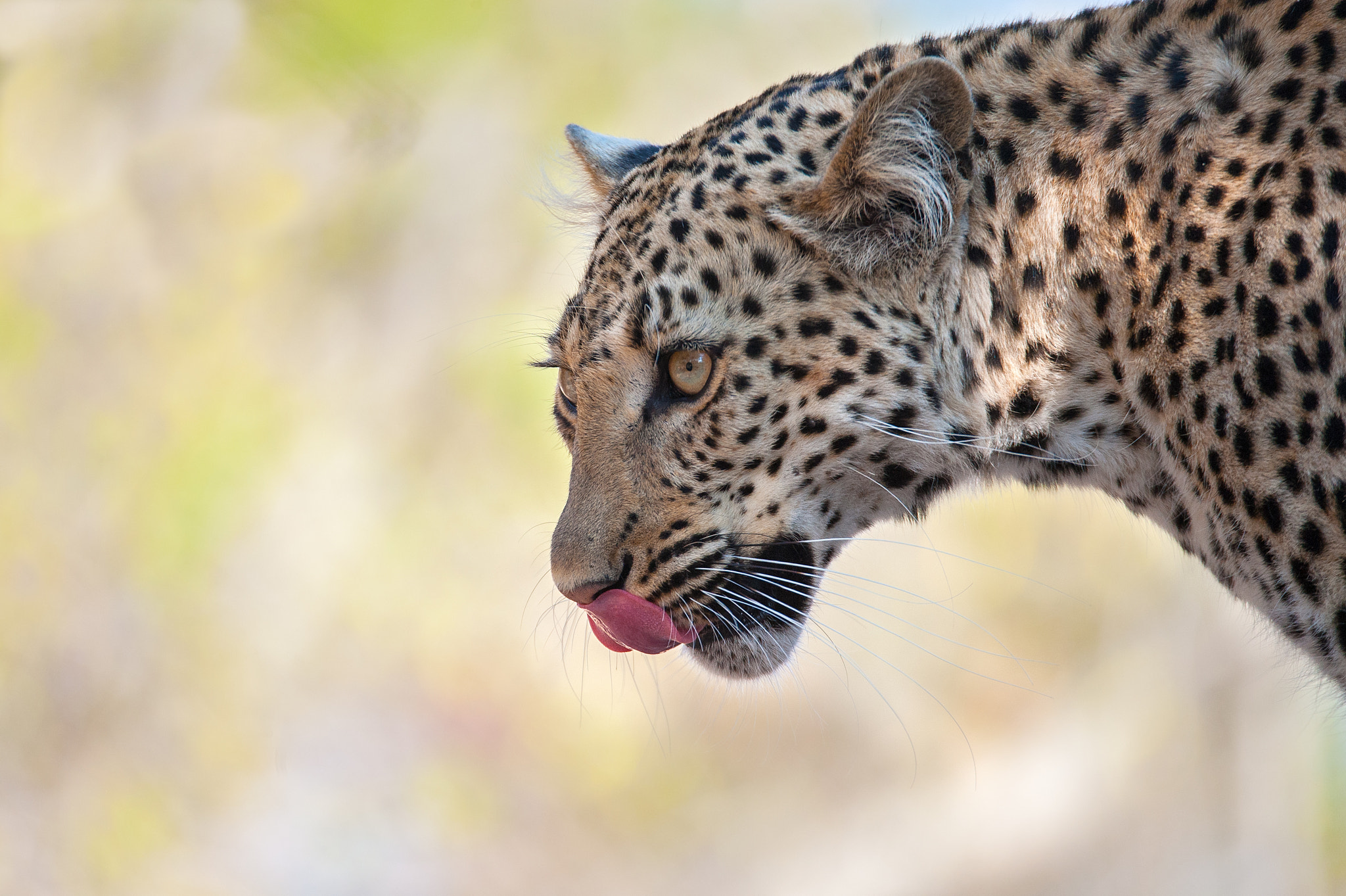 Nikon D3 sample photo. Leopard licking lips photography