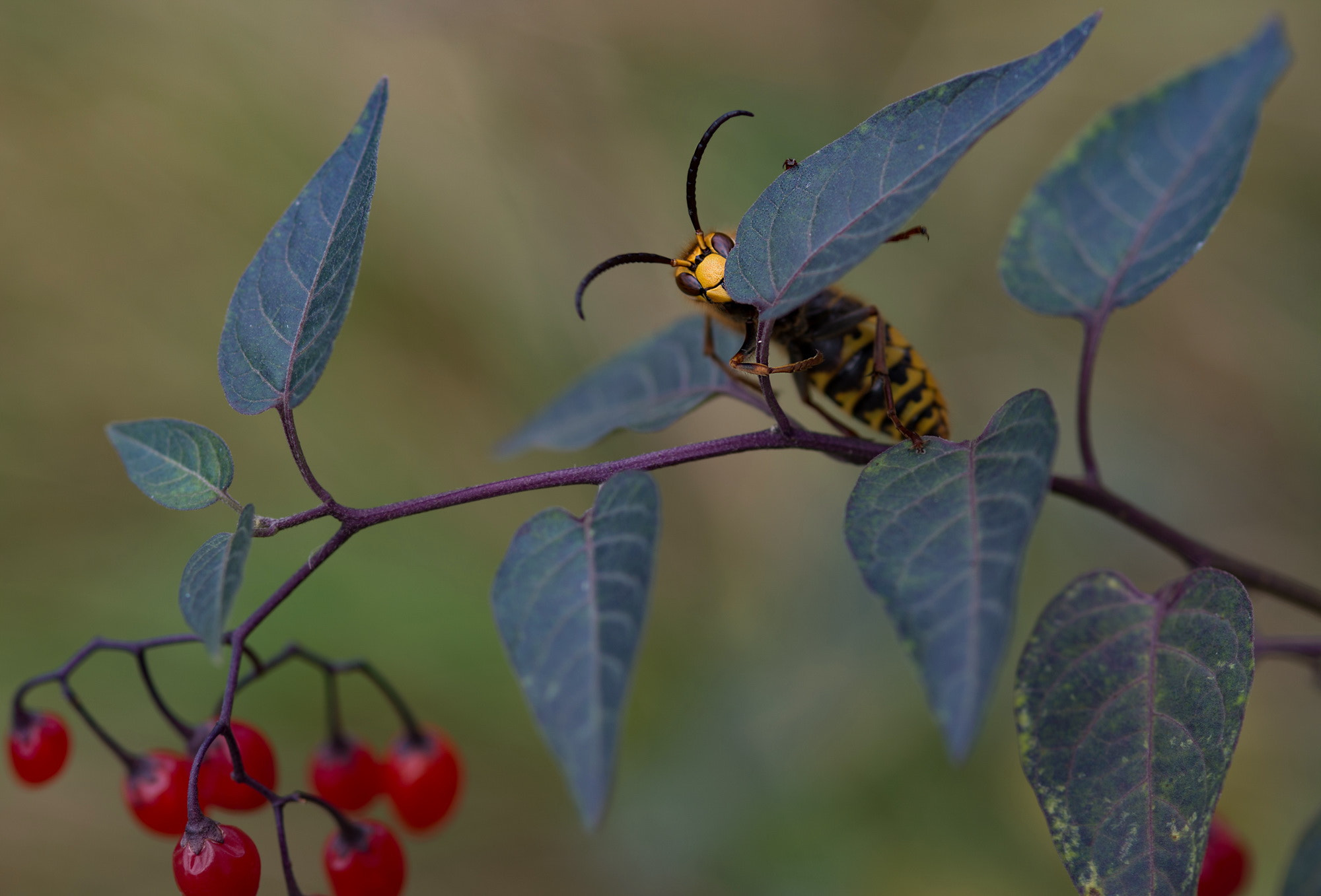 Nikon D600 + AF Micro-Nikkor 105mm f/2.8 sample photo. Шершень (vespa) photography