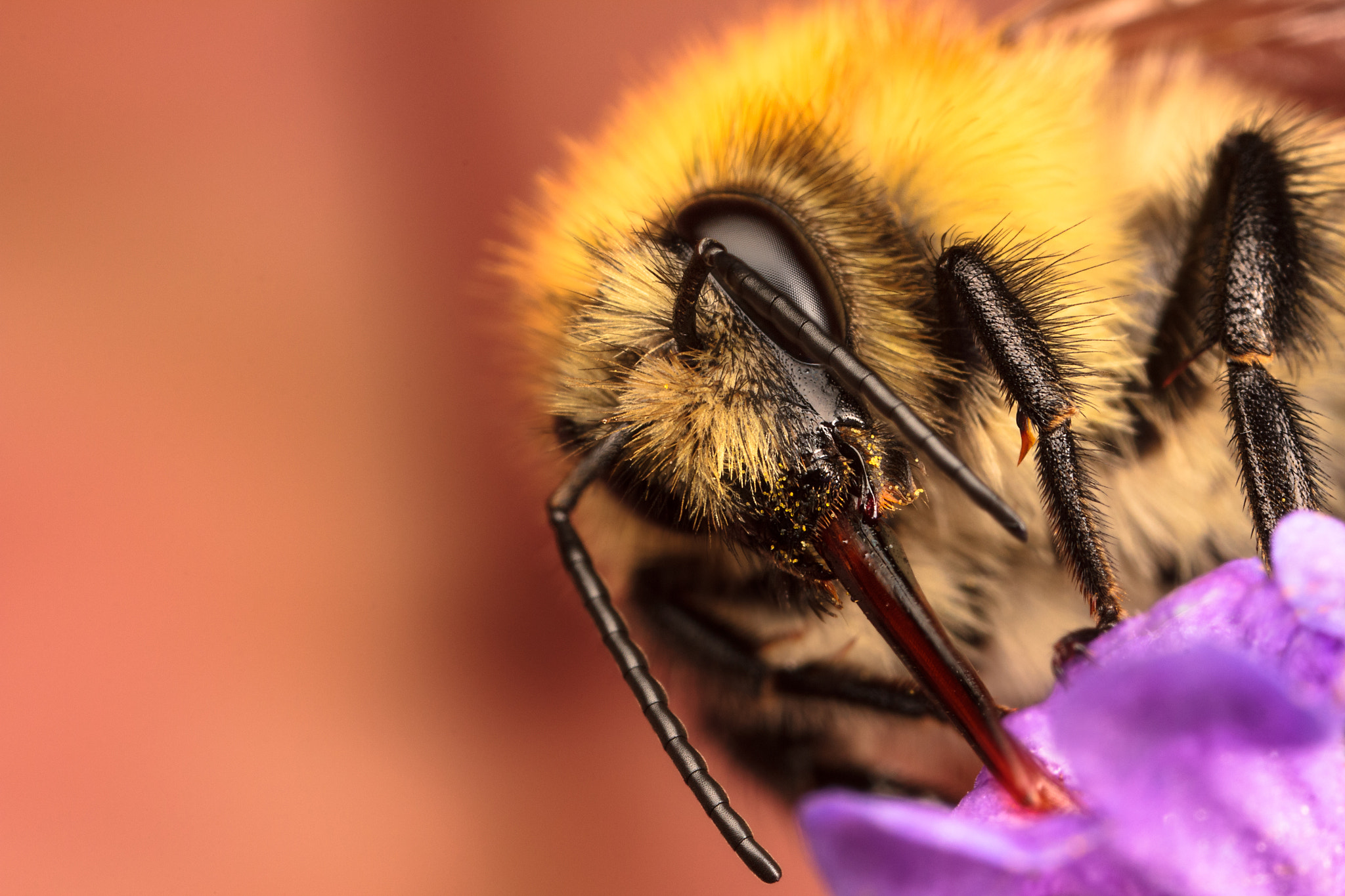 Canon MP-E 65mm F2.5 1-5x Macro Photo sample photo. Common carder bee photography