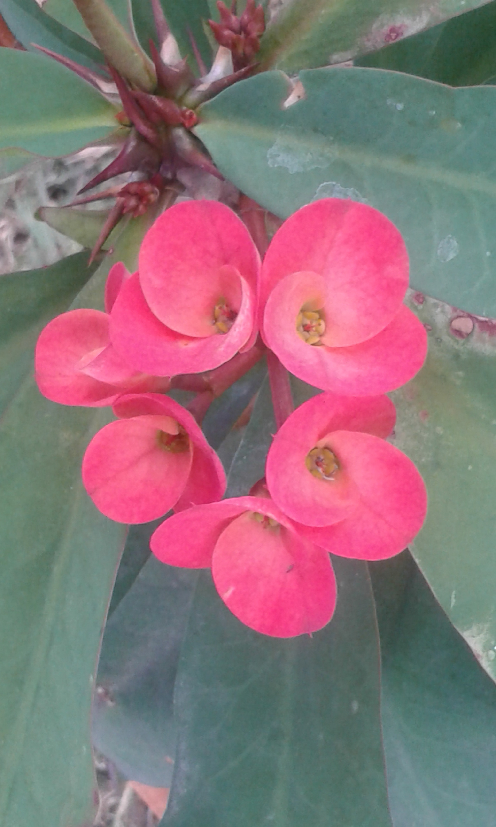 Samsung Galaxy Core2 sample photo. 20160918_180533.jpg photography