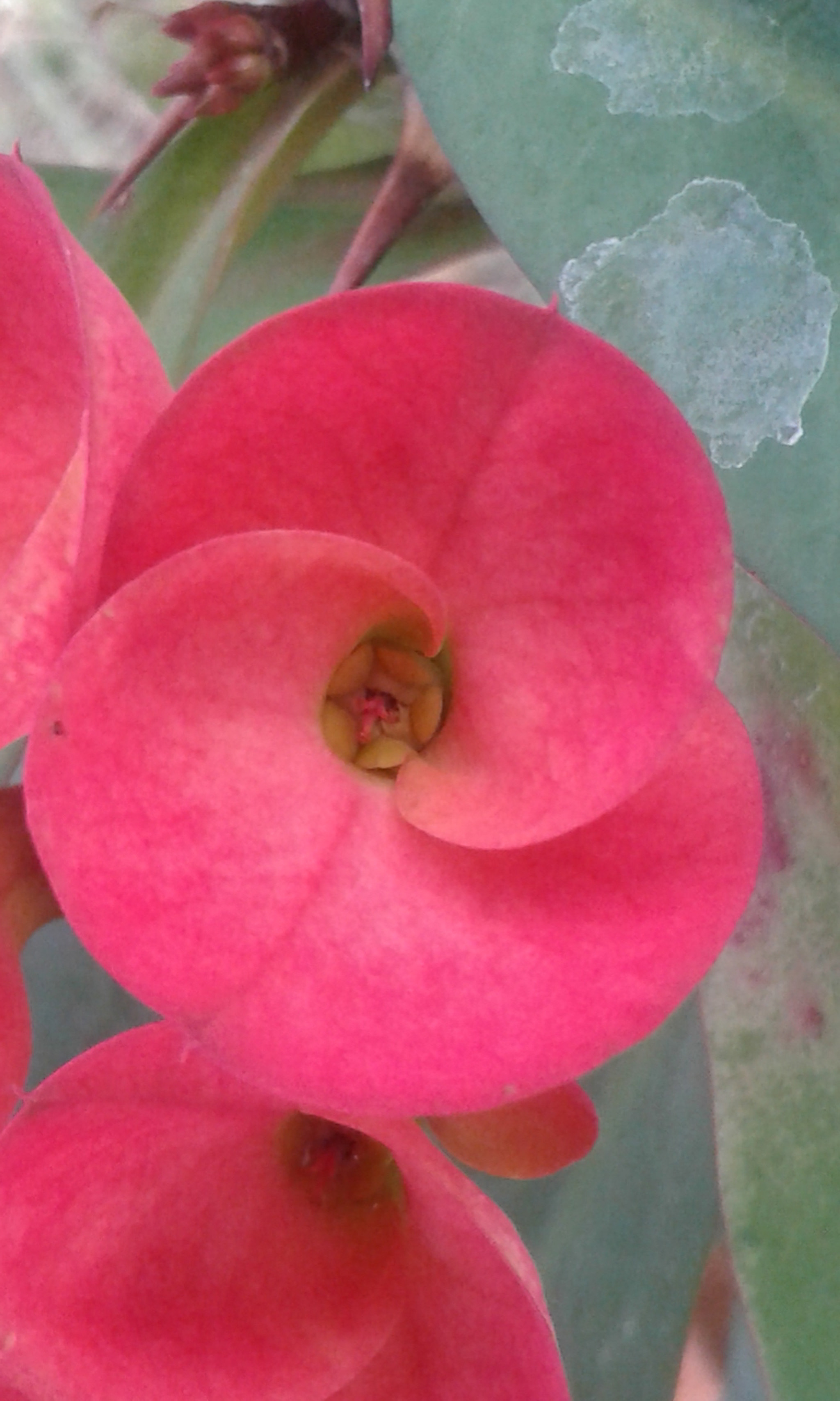 Samsung Galaxy Core2 sample photo. 20160918_180603.jpg photography