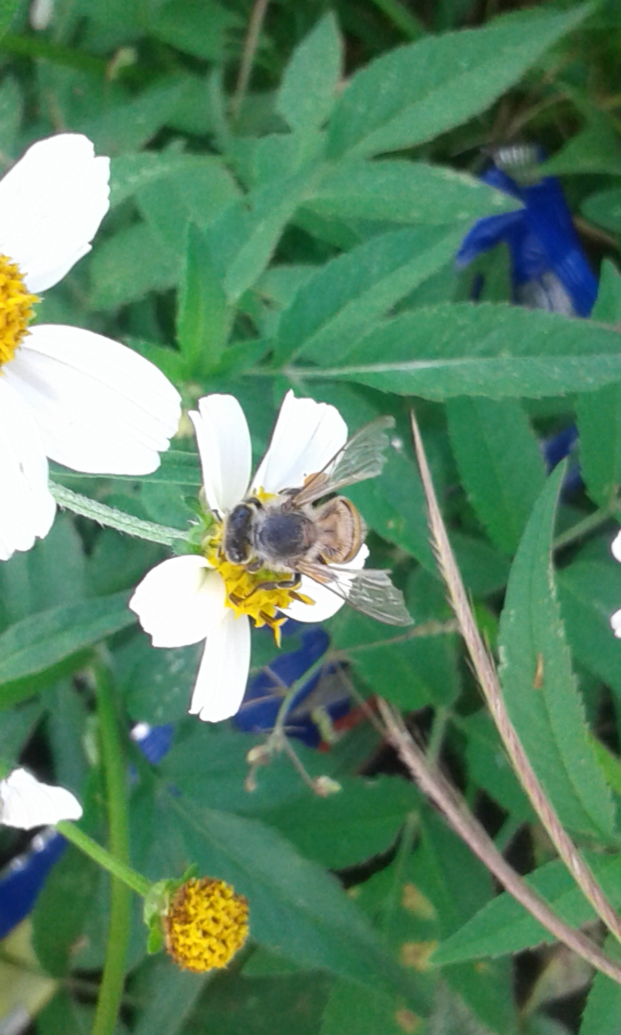 Samsung Galaxy Core2 sample photo. 20160918_182617.jpg photography