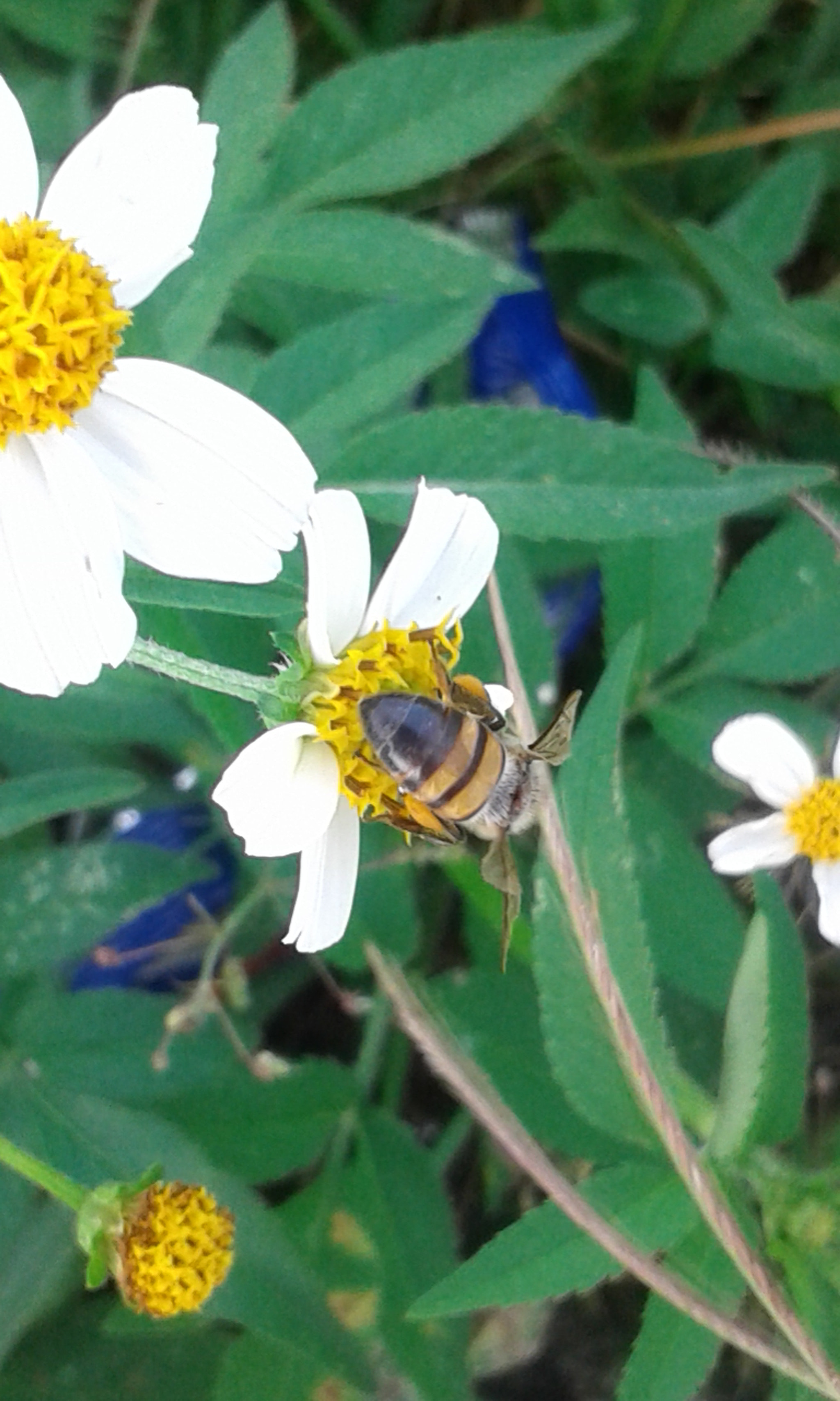 Samsung Galaxy Core2 sample photo. 20160918_182620.jpg photography