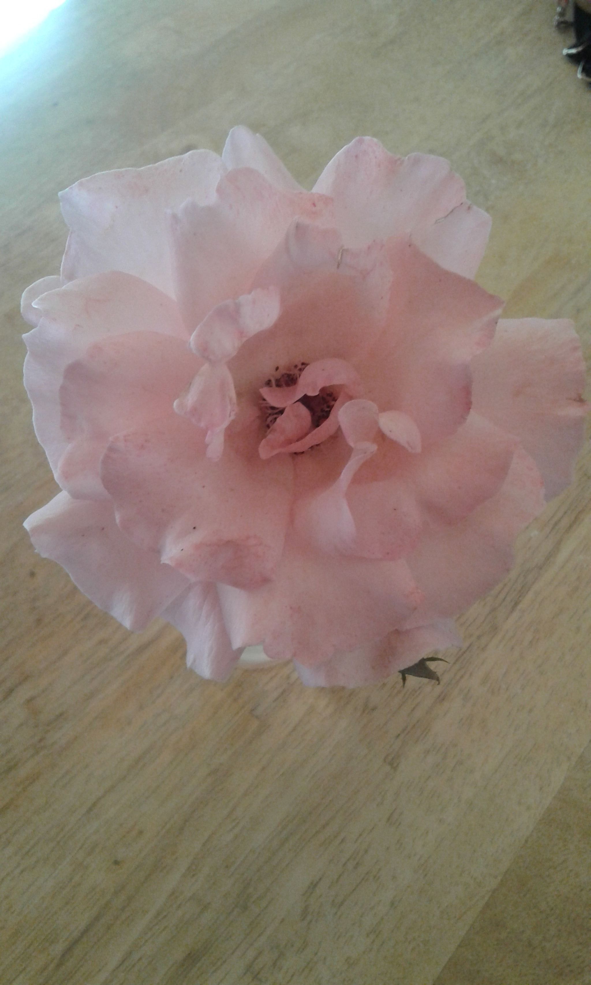 Samsung Galaxy Core2 sample photo. 20160920_134714.jpg photography