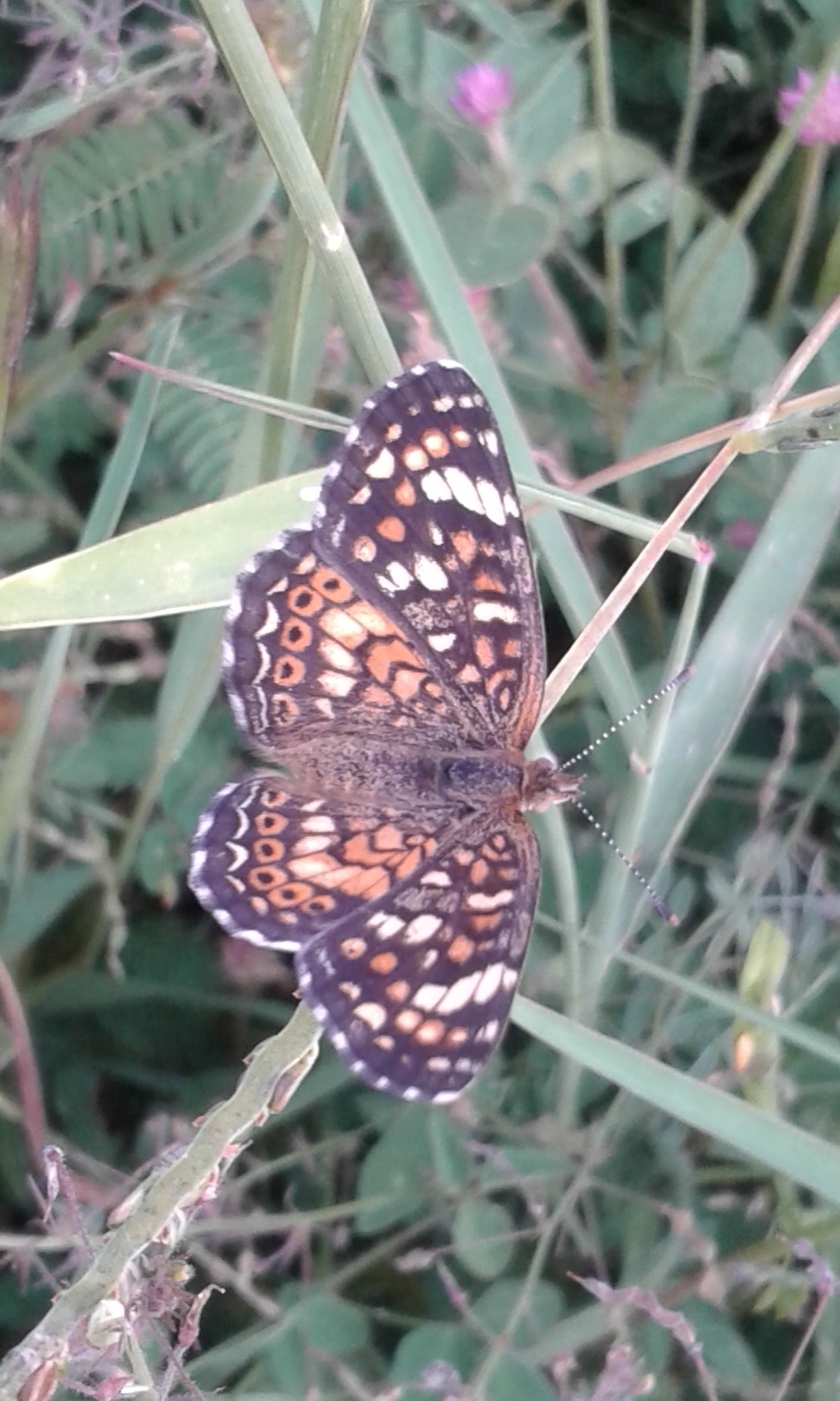 Samsung Galaxy Core2 sample photo. 20160918_184615.jpg photography