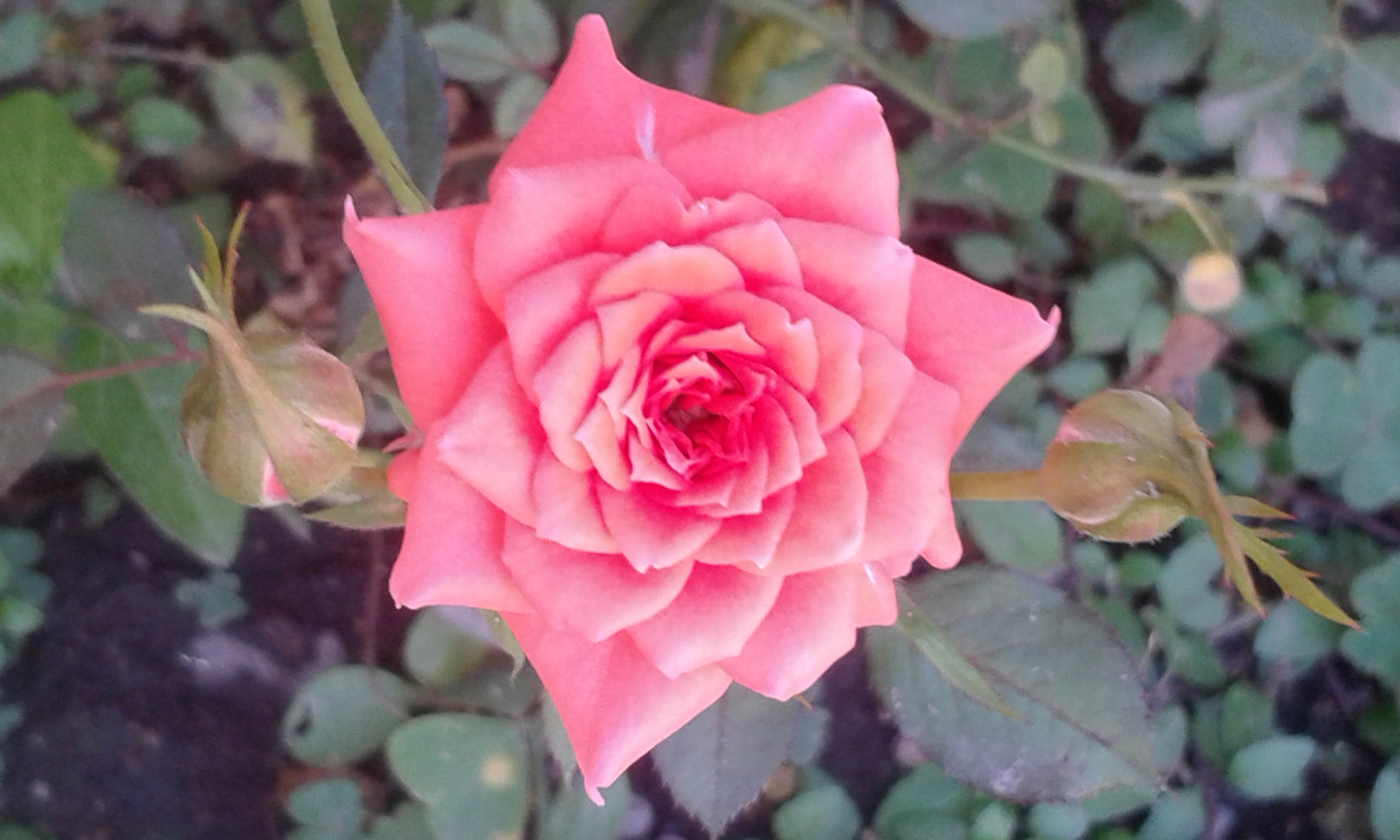 Samsung Galaxy Core2 sample photo. 20160920_150448.jpg photography