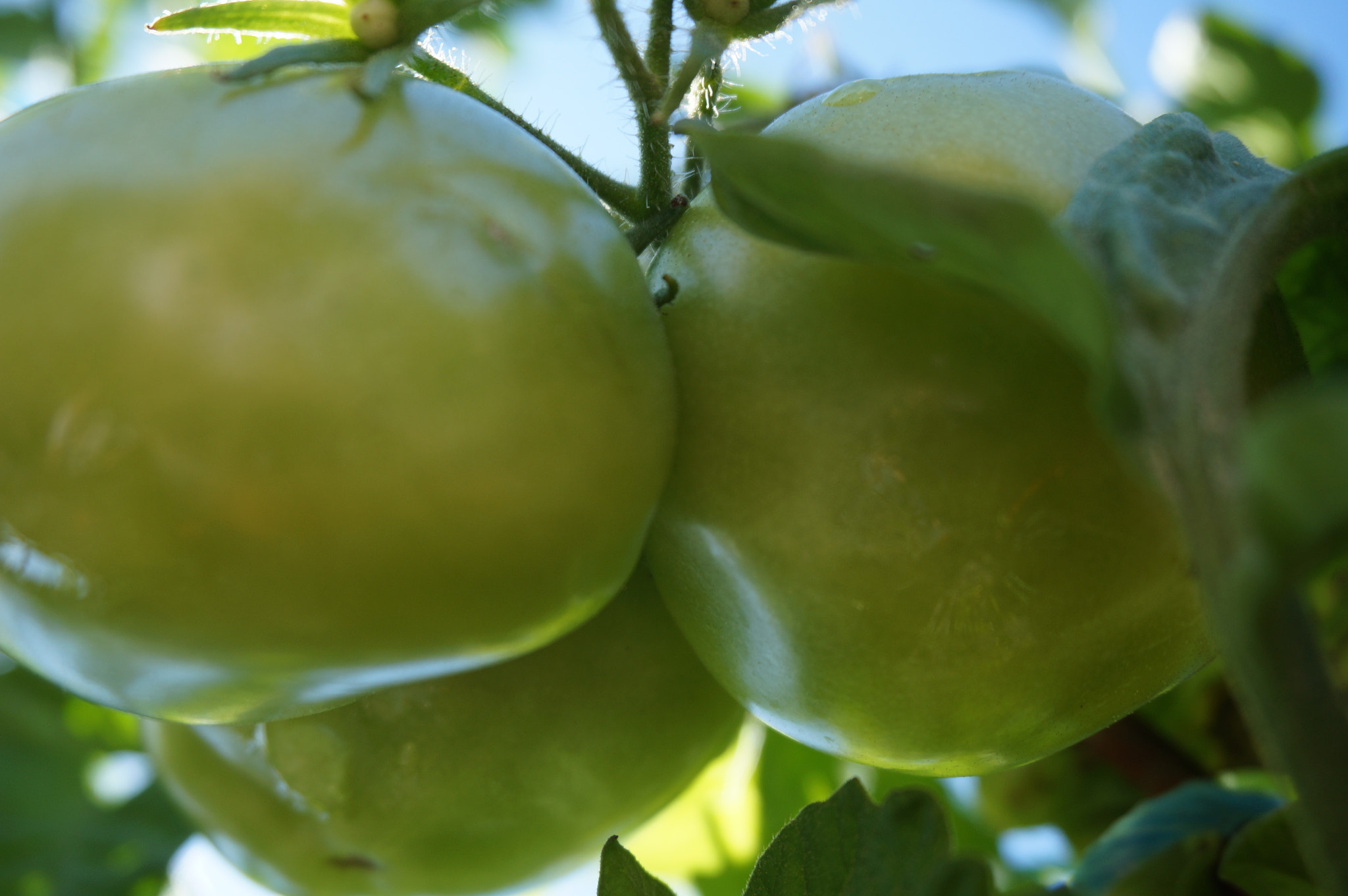 Sony E 16-50mm F3.5-5.6 PZ OSS sample photo. Le potager et ses petits cadeaux photography