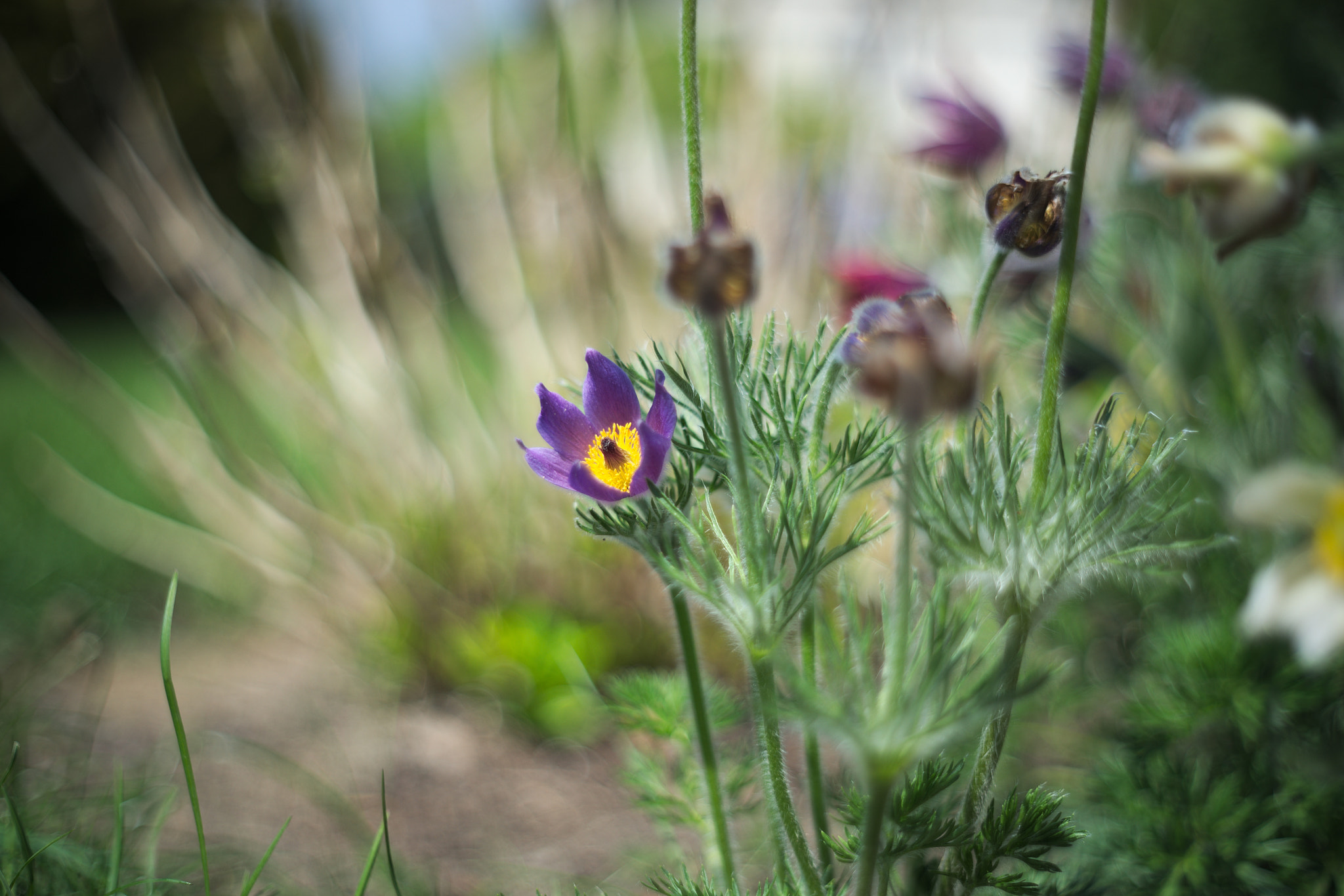 Manual Lens No CPU sample photo. Purple photography