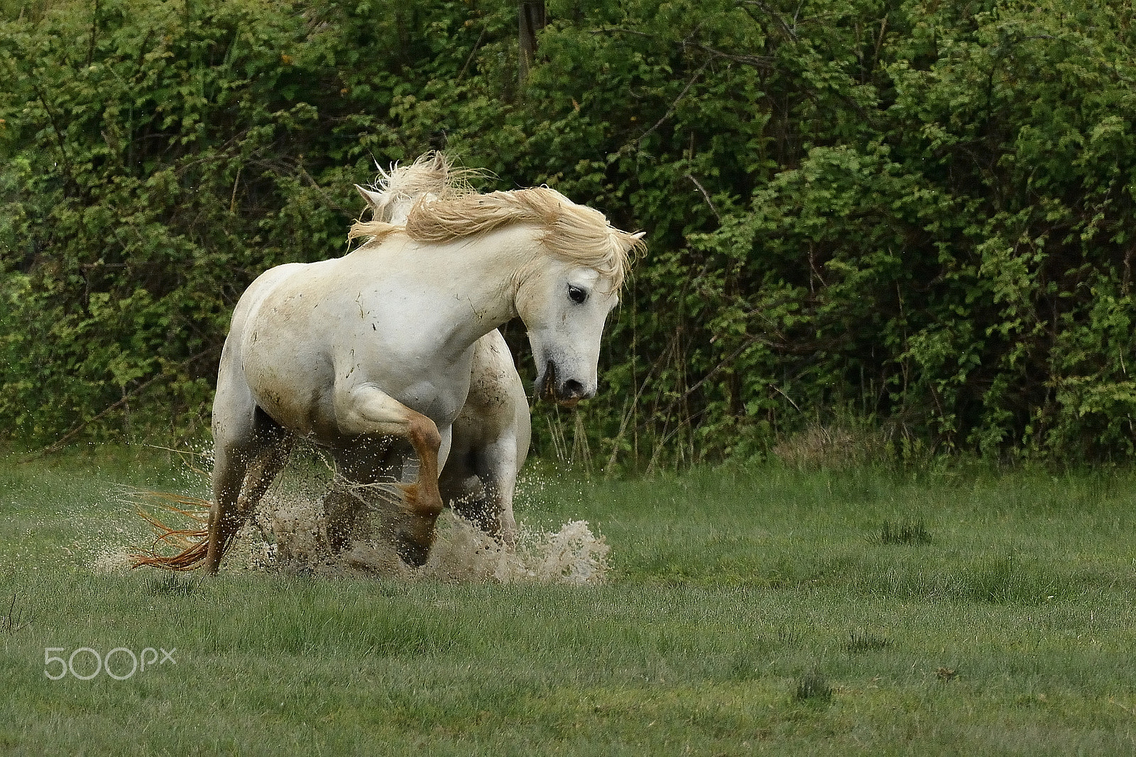 Nikon AF-S Nikkor 300mm F2.8G ED-IF VR sample photo. Cavalli camargue photography