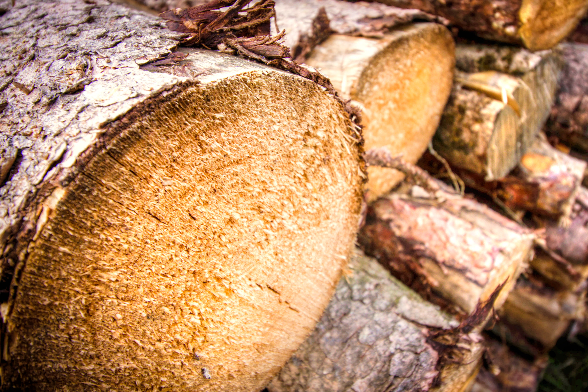 Canon EOS 40D sample photo. Woodies photography