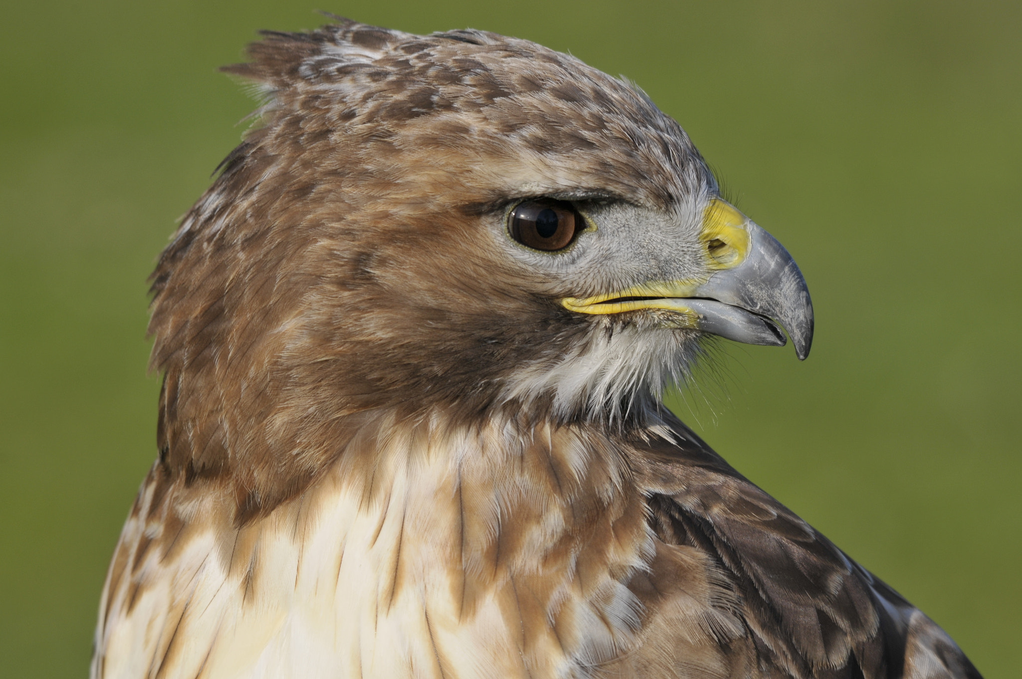 Sigma 150-500mm F5-6.3 DG OS HSM sample photo. Bird photography