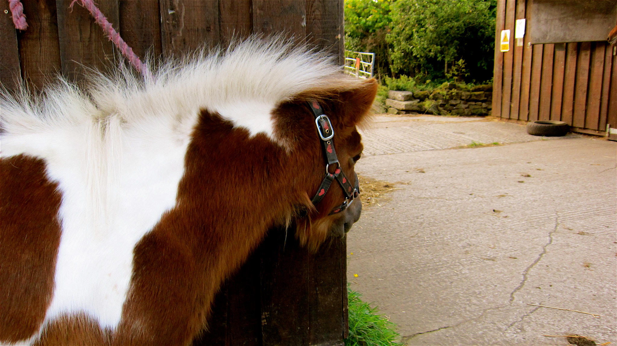 Canon PowerShot SD4000 IS (IXUS 300 HS / IXY 30S) sample photo. This is sunshine, she is a cute shetland pony and  ... photography