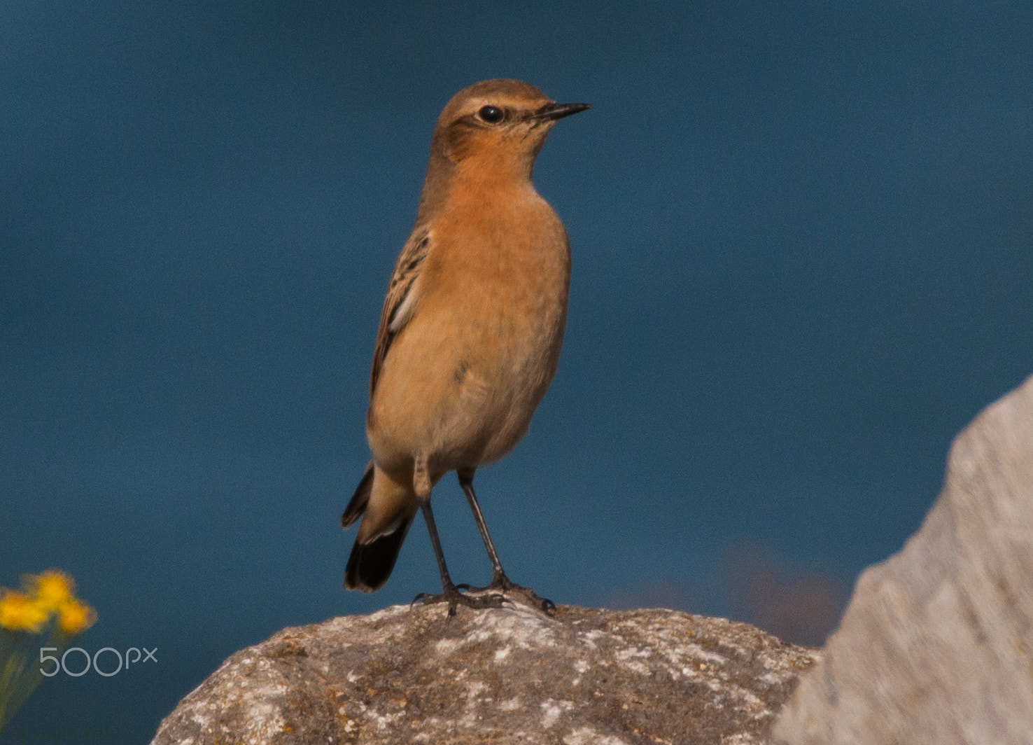 Nikon D90 + Sigma 150-600mm F5-6.3 DG OS HSM | C sample photo. Northern wheatear / tapuit photography