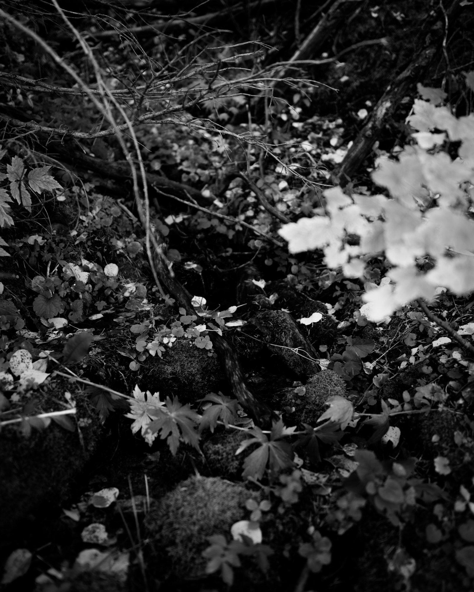 Nikon AF-S Nikkor 24mm F1.8G ED sample photo. Trickling through the fall leaves photography