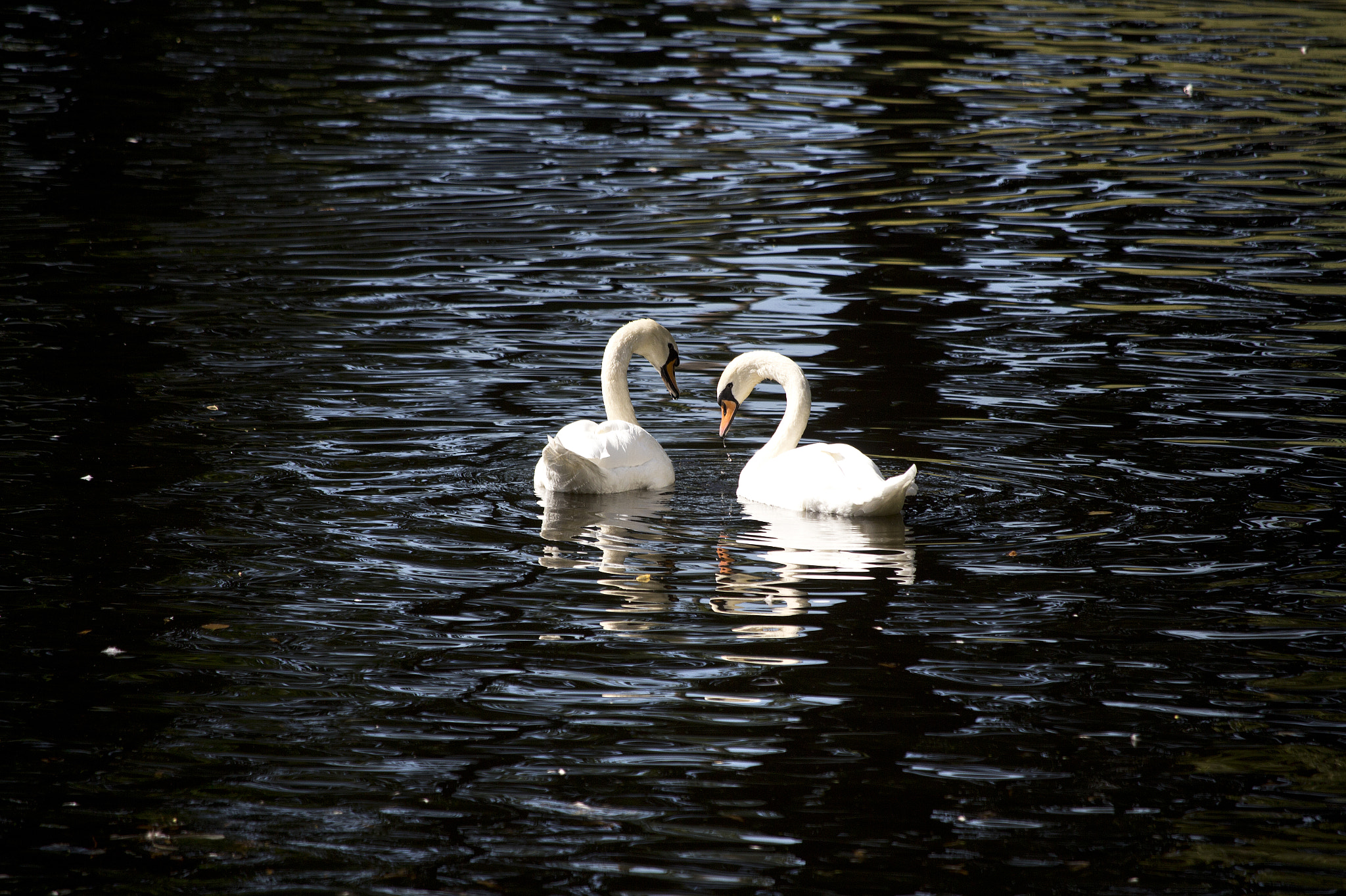 Canon EF-S 55-250mm F4-5.6 IS STM sample photo. Swans st petersburg photography