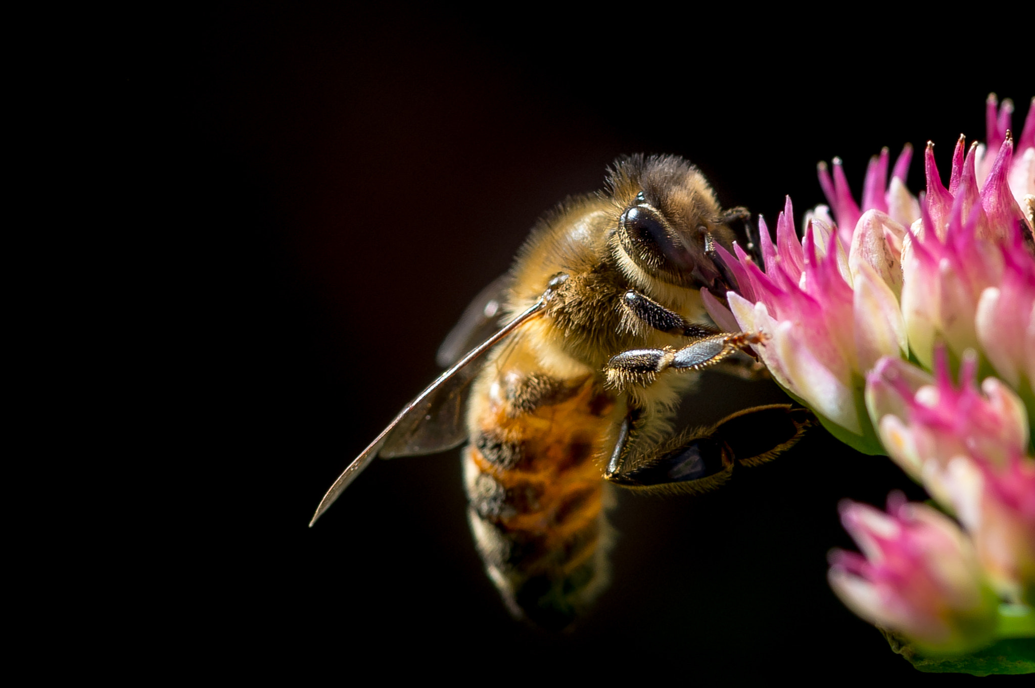 Nikon D4S sample photo. Bee photography
