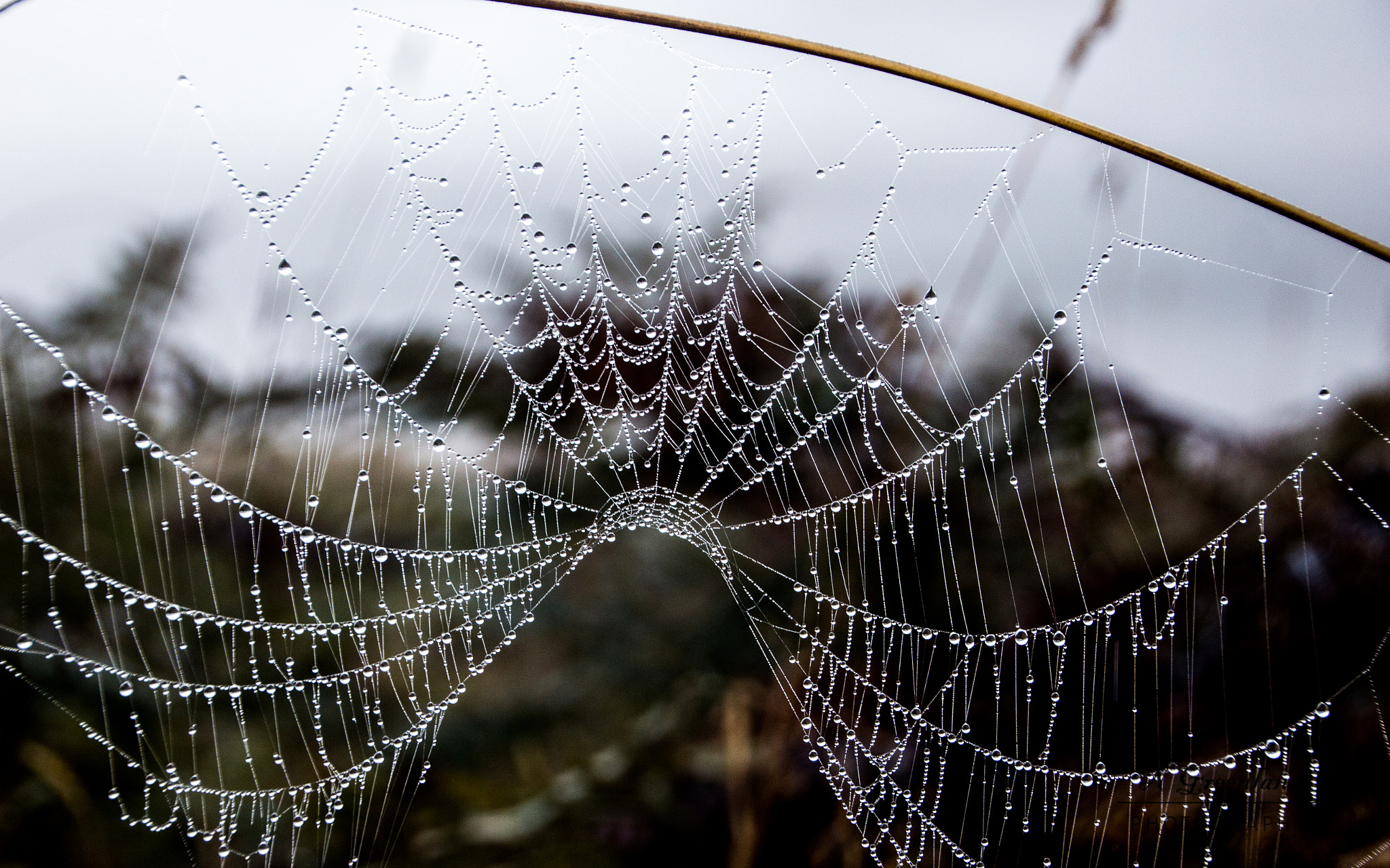 Canon EOS 100D (EOS Rebel SL1 / EOS Kiss X7) sample photo. Spiderweb photography