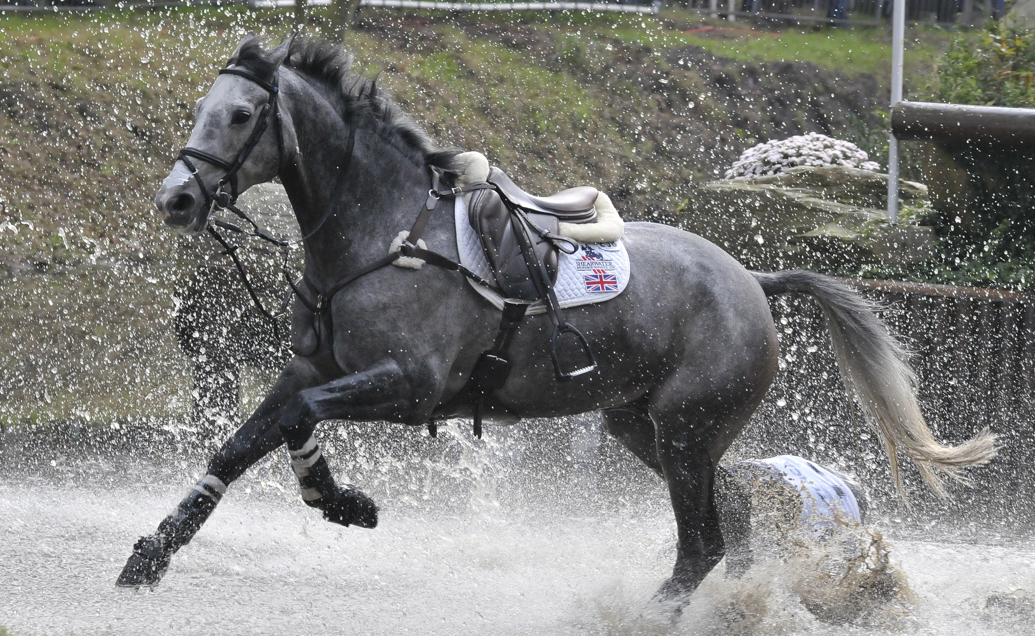 Sigma 150-500mm F5-6.3 DG OS HSM sample photo. Horse photography